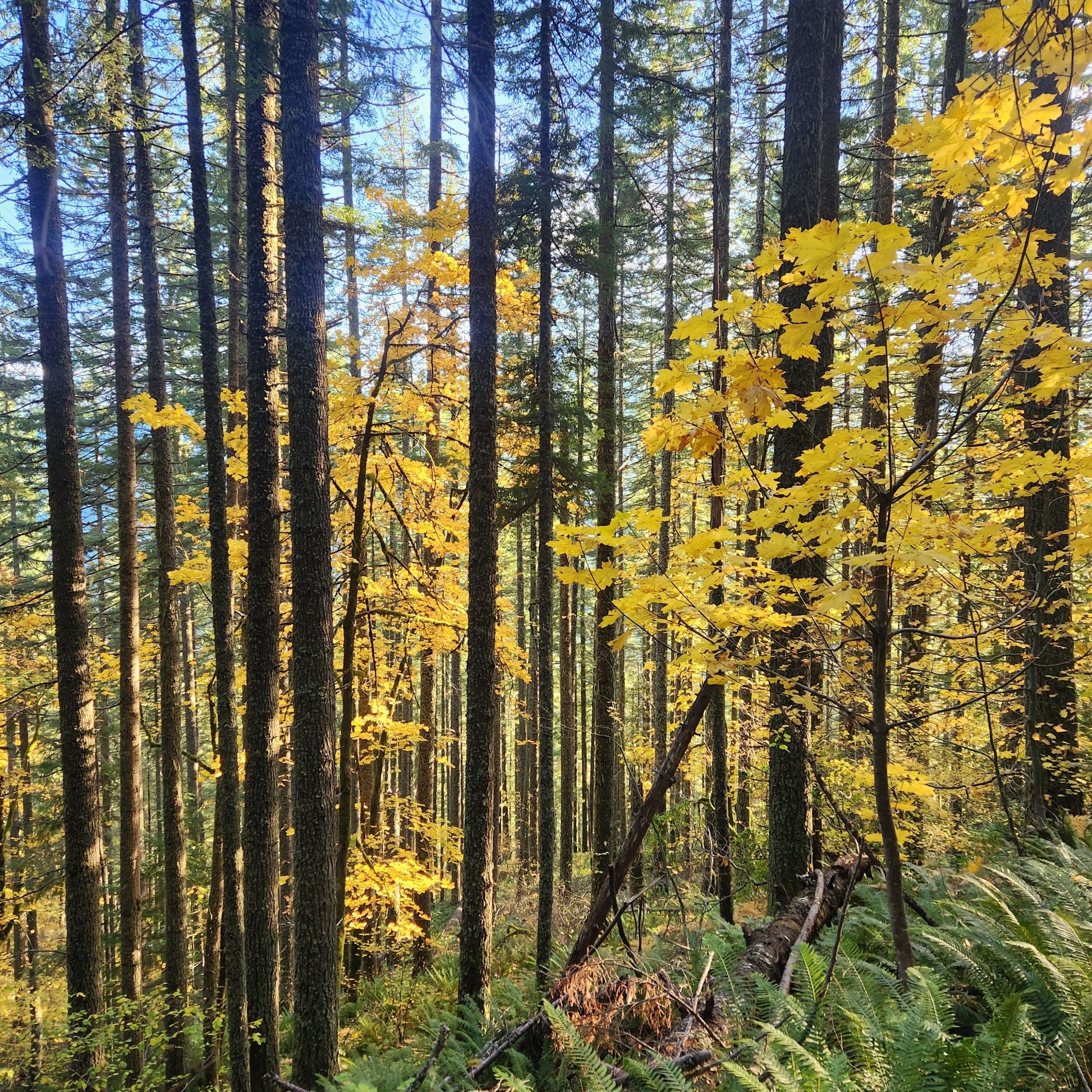 Tall tree trunks with bright yellow autumn leaves in a sunlit forest. - Zigzag Mountain Trail loop from Rhododendron