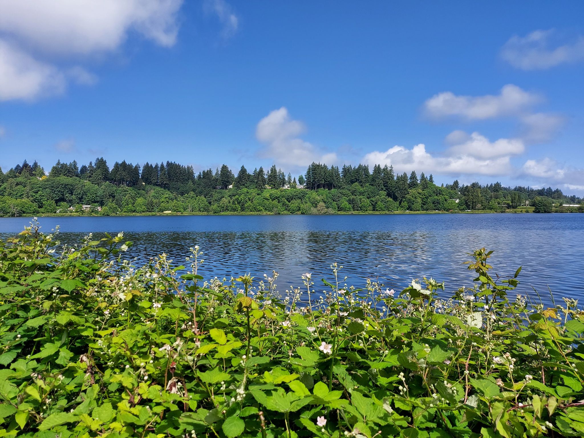 A calm lake with green flowering bushes in the foreground under a blue sky. - Washington State Capitol loop from Olympia