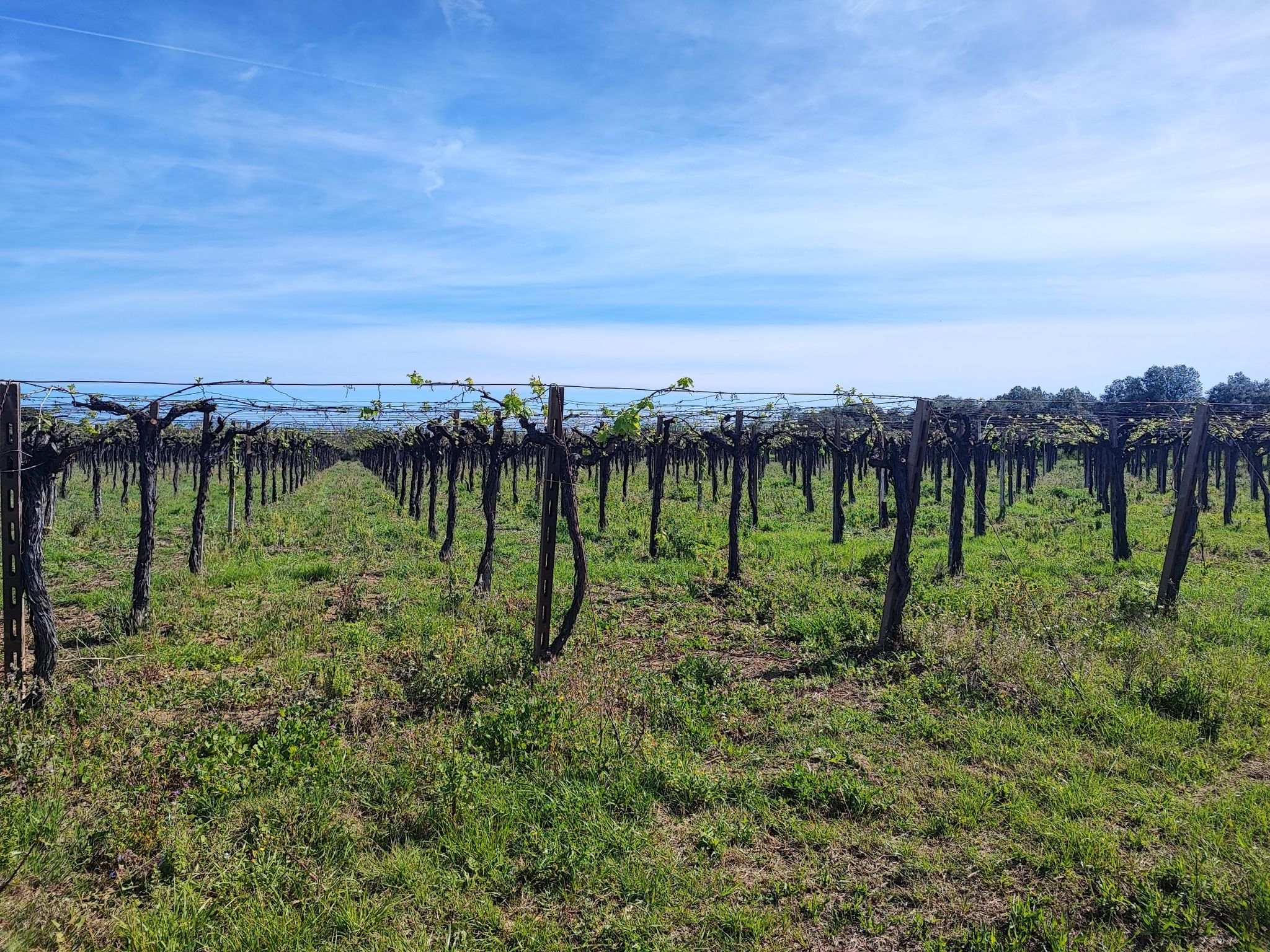 vigneti sul mare