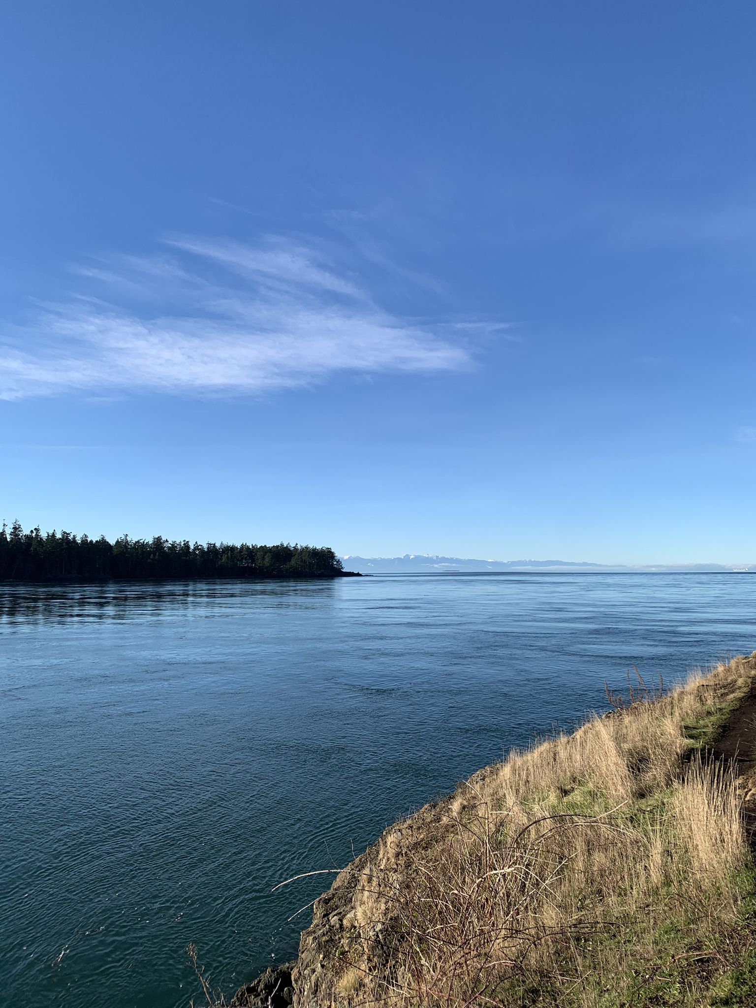Calm blue water meets a forested shore under a clear, bright sky. - Lighthouse Point and Lottie Point via Rosario Head Trail