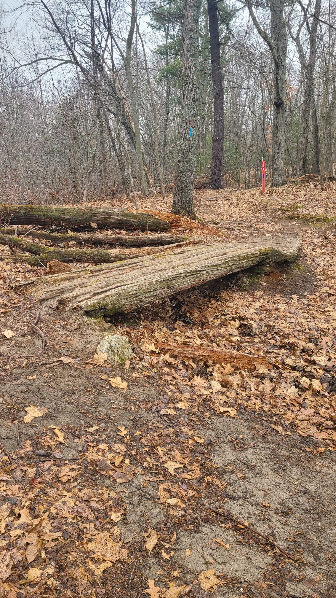 A wooden log ramp on a leaf-covered forest trail under overcast skies. - Graves Hill – Devil’s Soup Bowl overlook loop from Yankee Springs Recreation Area