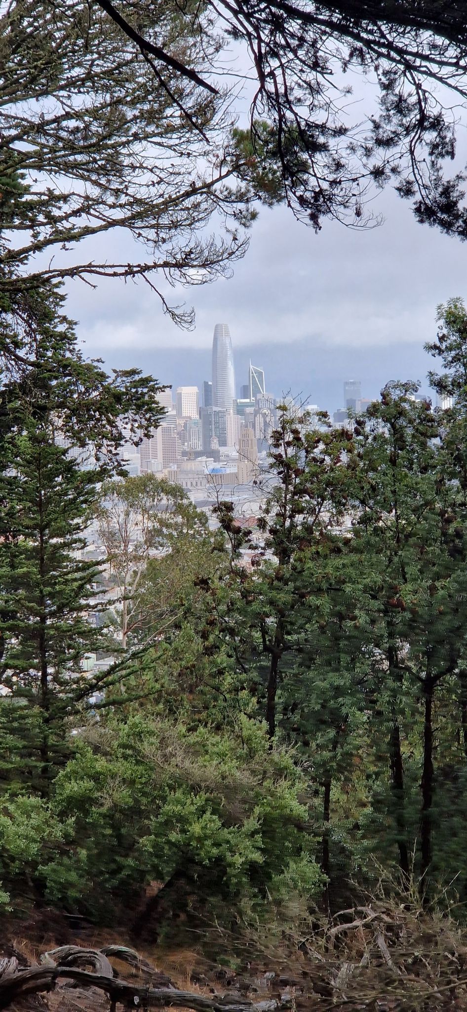 Distant city skyline with tall buildings framed by dark green trees on a cloudy day. - Buena Vista Park Loop
