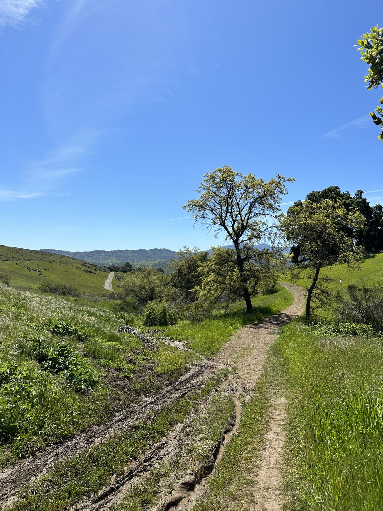 A dirt trail winding through lush green hills with scattered trees. - Mine Trail and Pueblo Loop