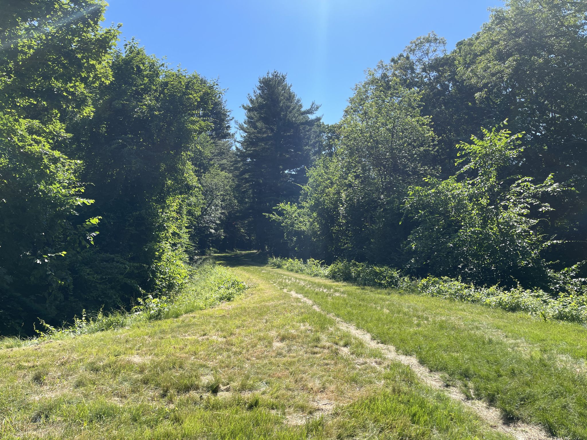 Bright sun illuminates a grassy path leading into a dense green forest. - Longfellow Pond – Case Estates Nature Reserve loop from Needham Heights