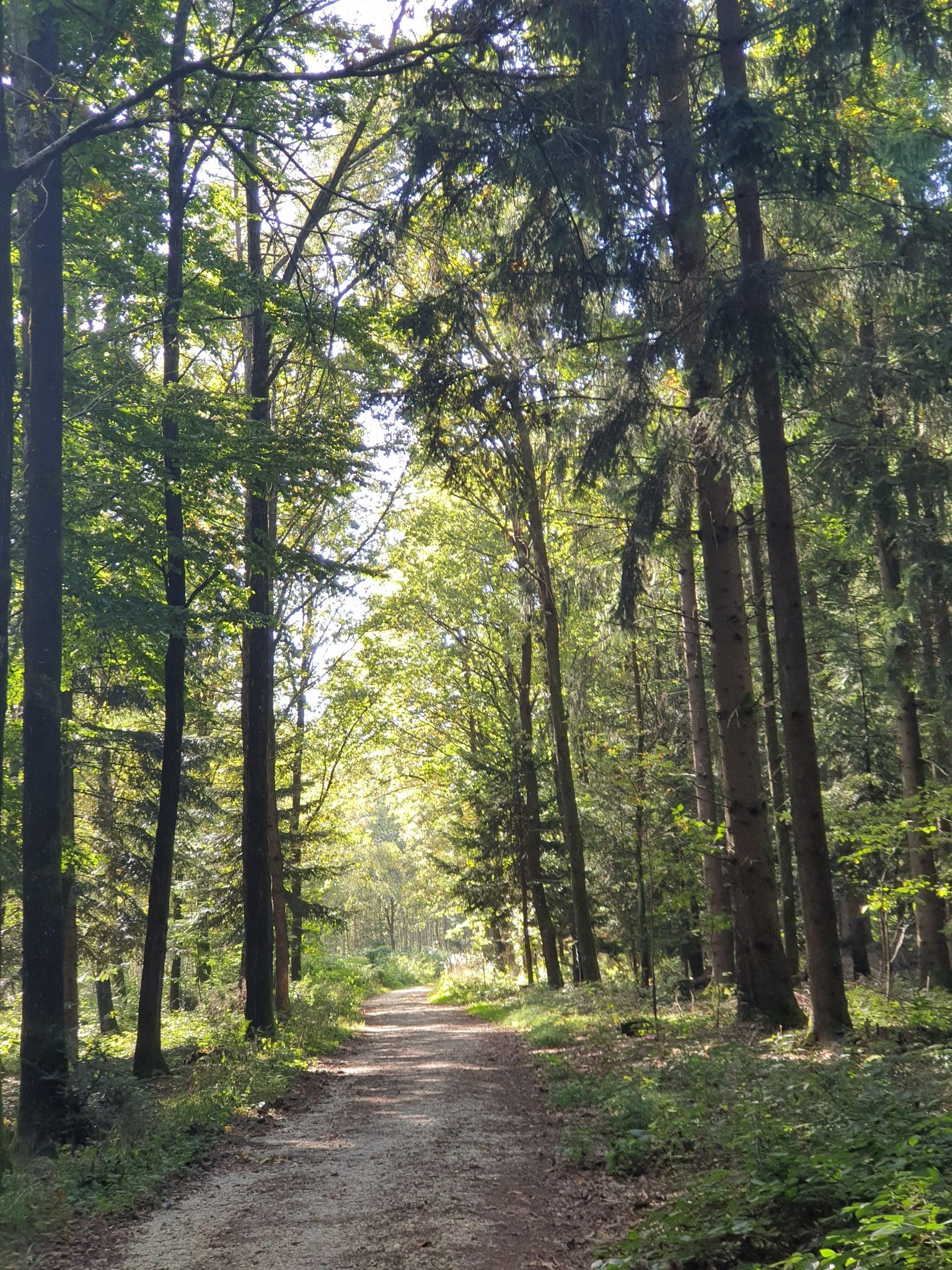 Forststraße Pollhamerwald