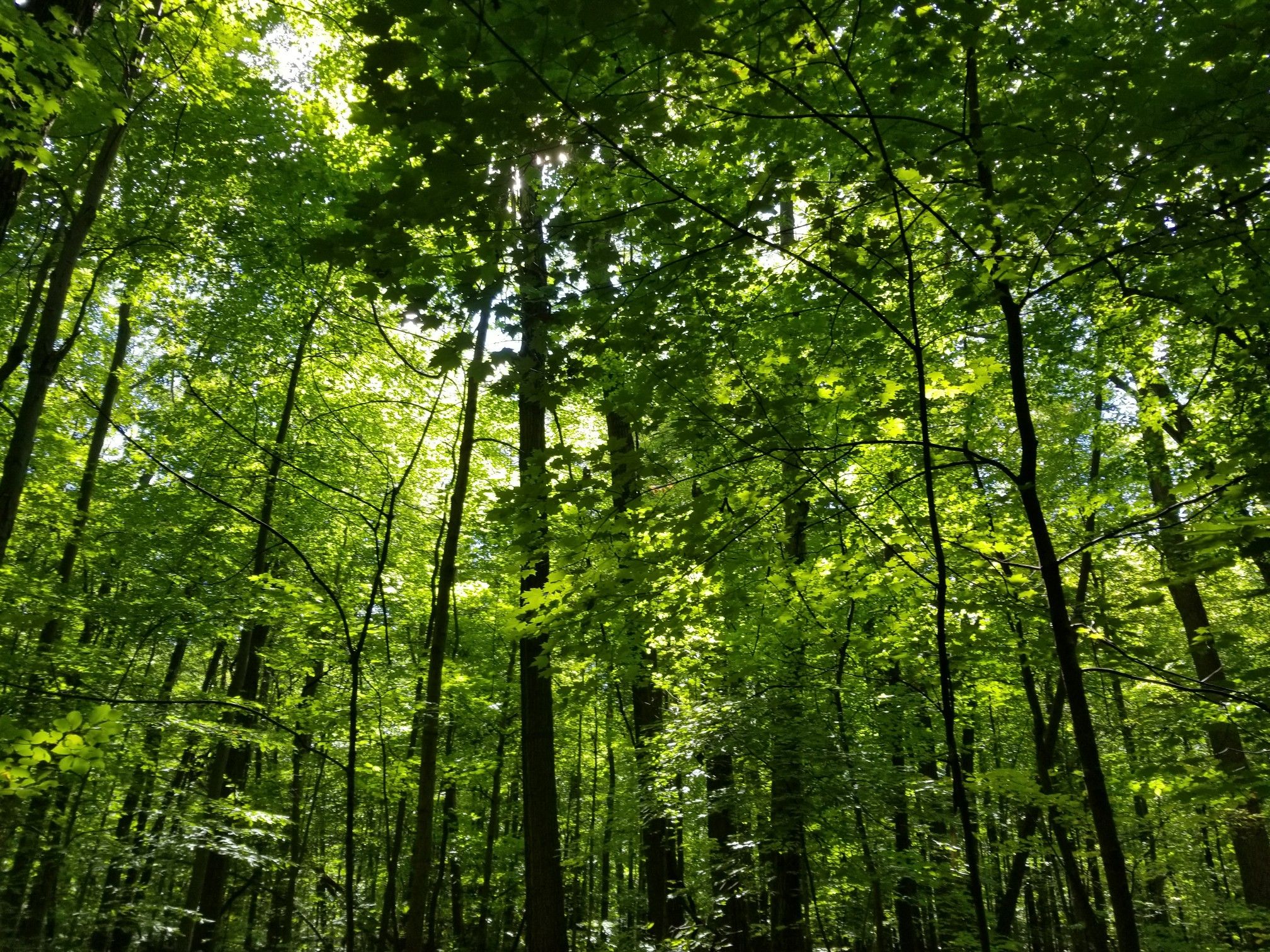 Sunlight filters through a dense, vibrant green forest canopy from below. - Koppernick Section: Tonquish, Beech and Tulip Loop