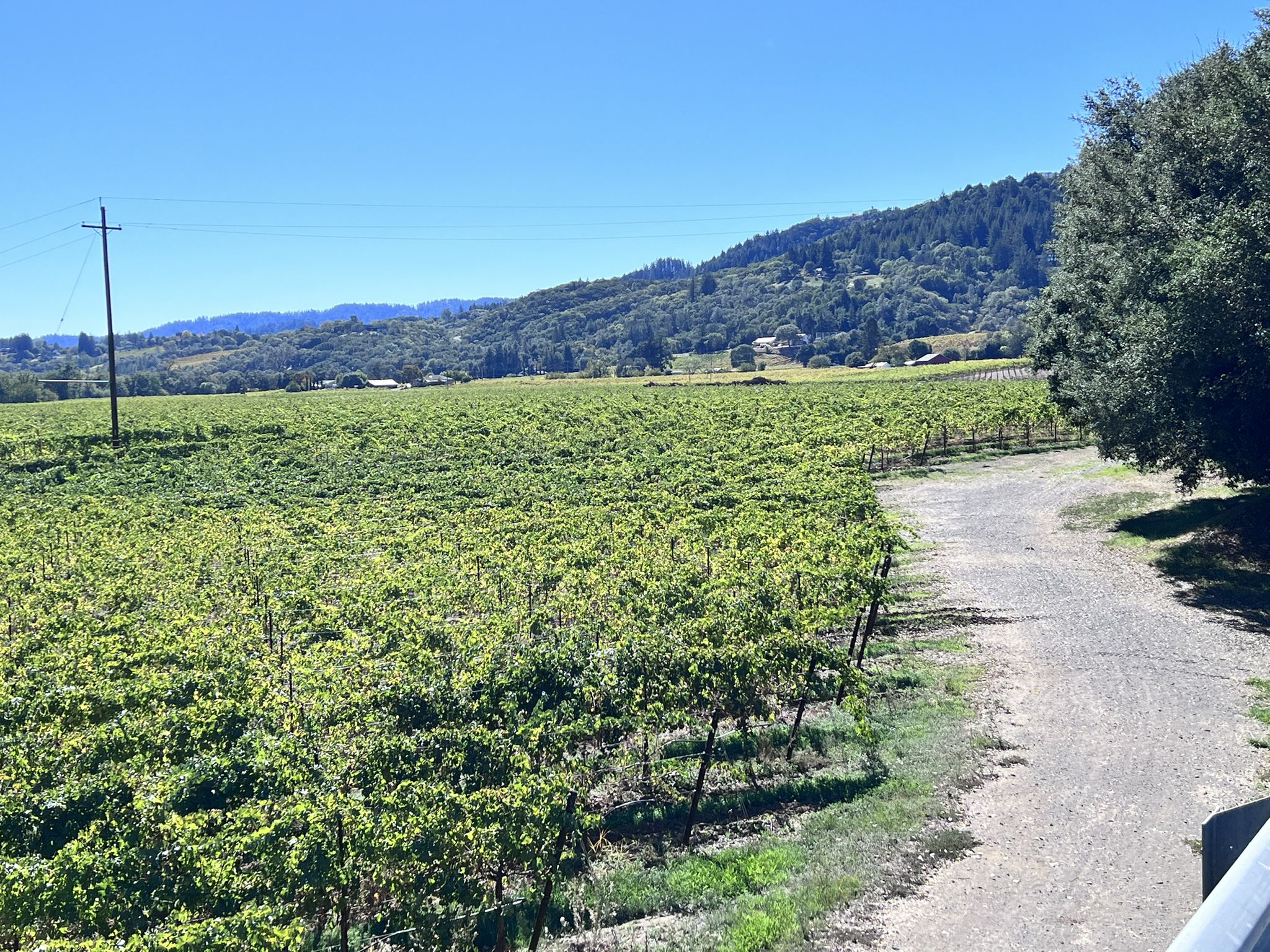 Expansive green vineyard rows under a clear blue sky, with distant hills. - West Dry Creek Road – Dry Creek Road loop from Healdsburg