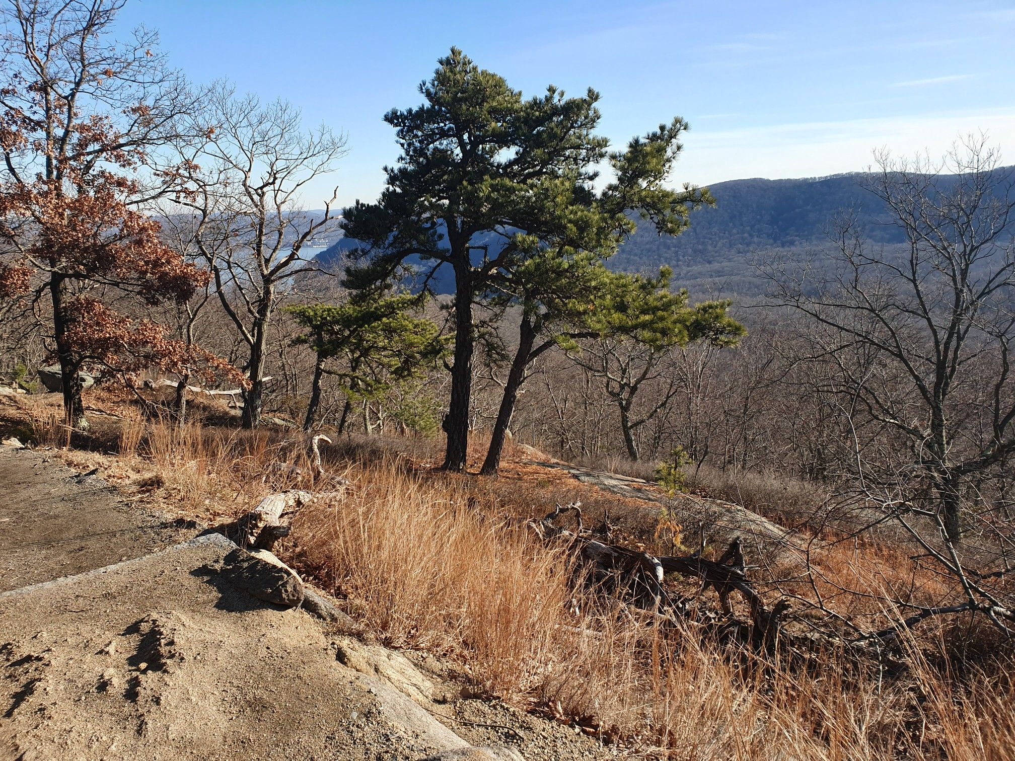 A prominent pine tree on a rocky hill overlooks a vast wooded valley. - Bear Mountain Loop Trail