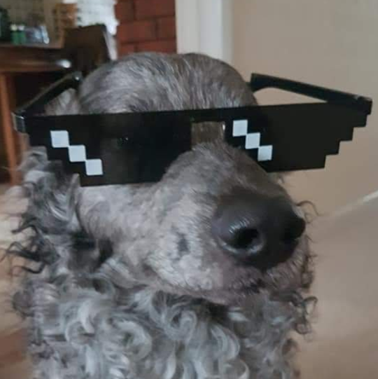 user avatar