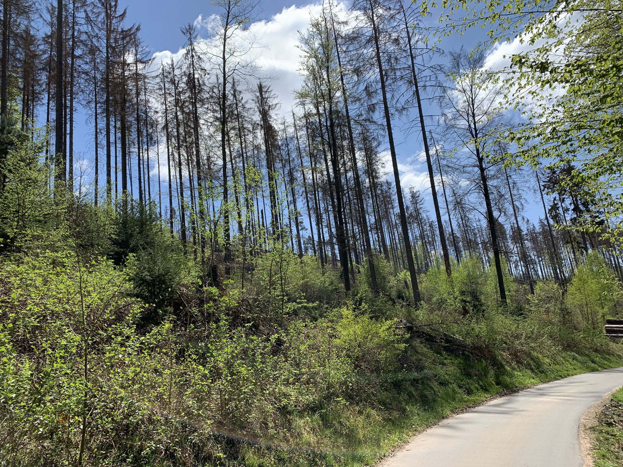 Waldsterben 