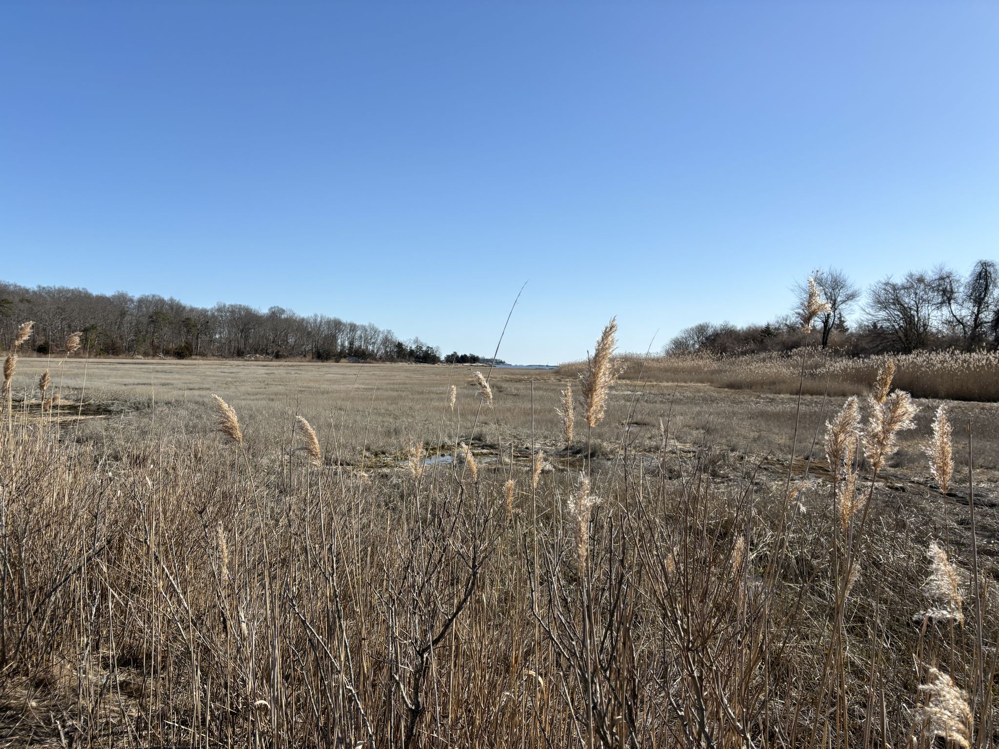 Expansive field of dry golden grass under a clear blue sky. - Branford Trolley Trail loop