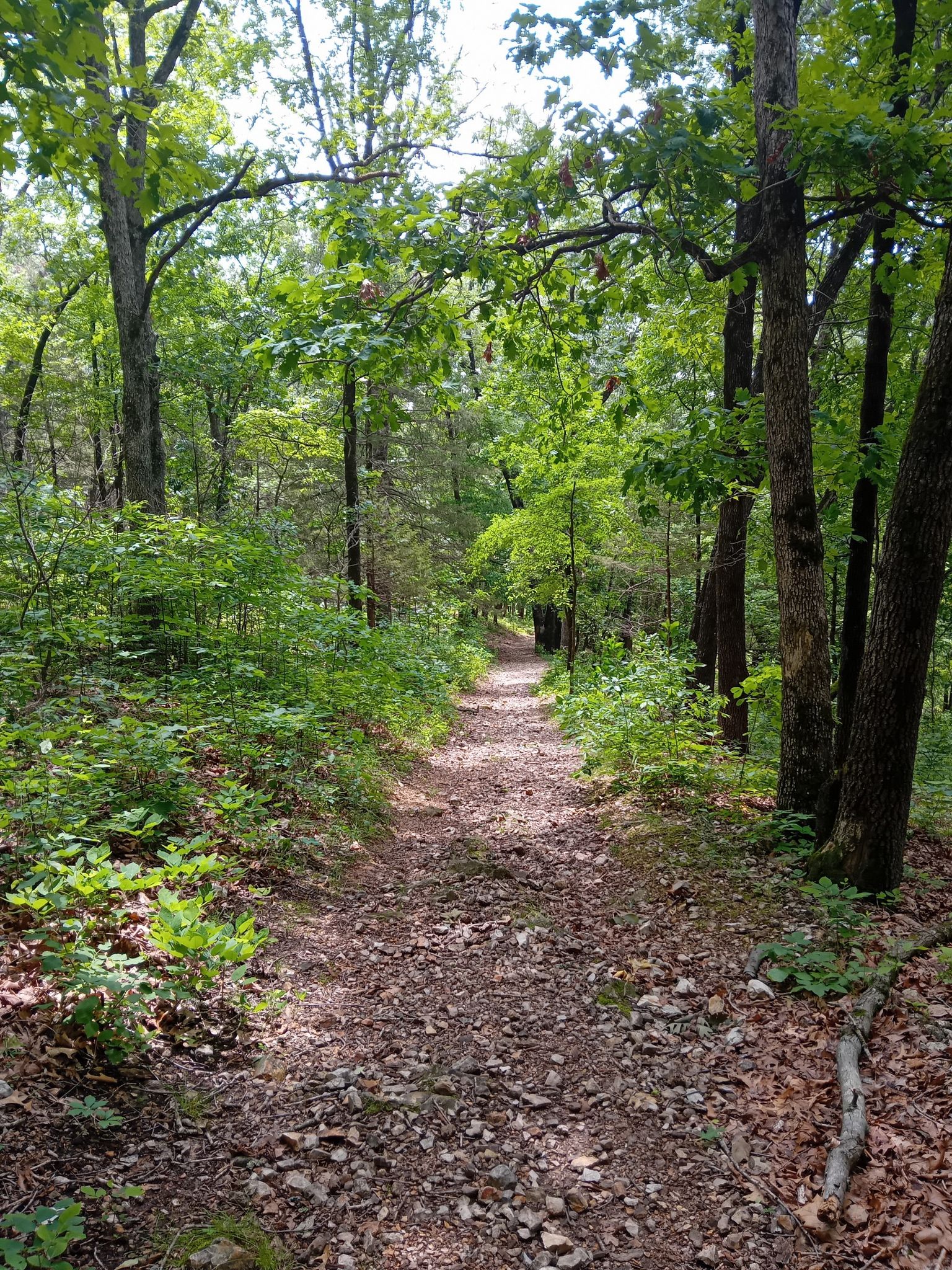 Dirt path through a dense forest with dappled sunlight. - Fire Tower Trail Loop