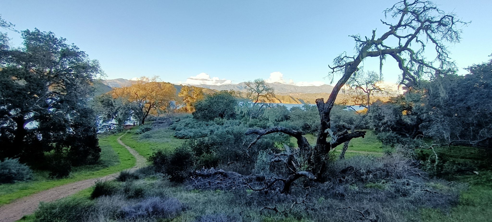 Golden light illuminates a gnarled tree and dirt path near a distant lake. - Sweetwater Trail to Cachuma Lake Overlook