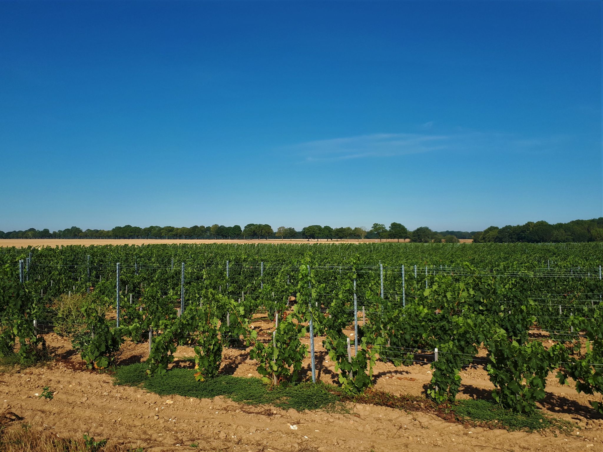 Pieds de vignes en Essonne. A quand le grand crue classé