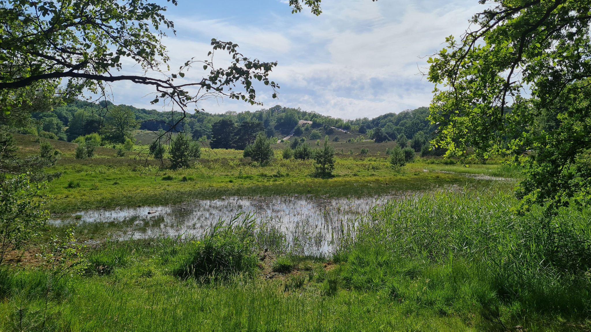 in der Brunssumerheide