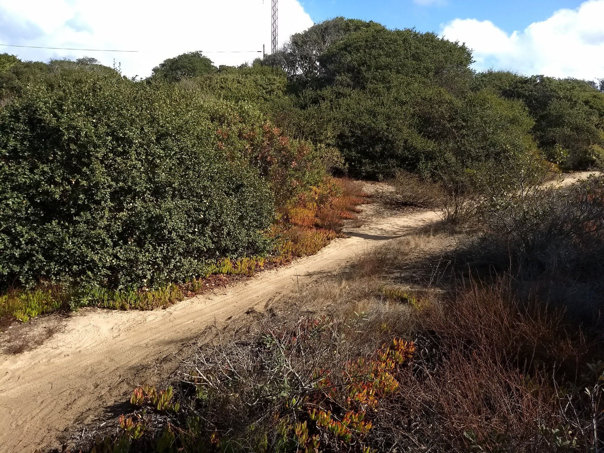 Sunny dirt path winding through dense green and reddish-brown bushes. - Fort Ord ⛰️🚵 MTB trailhead – Gigling Road gate loop from California State University Monterey Bay