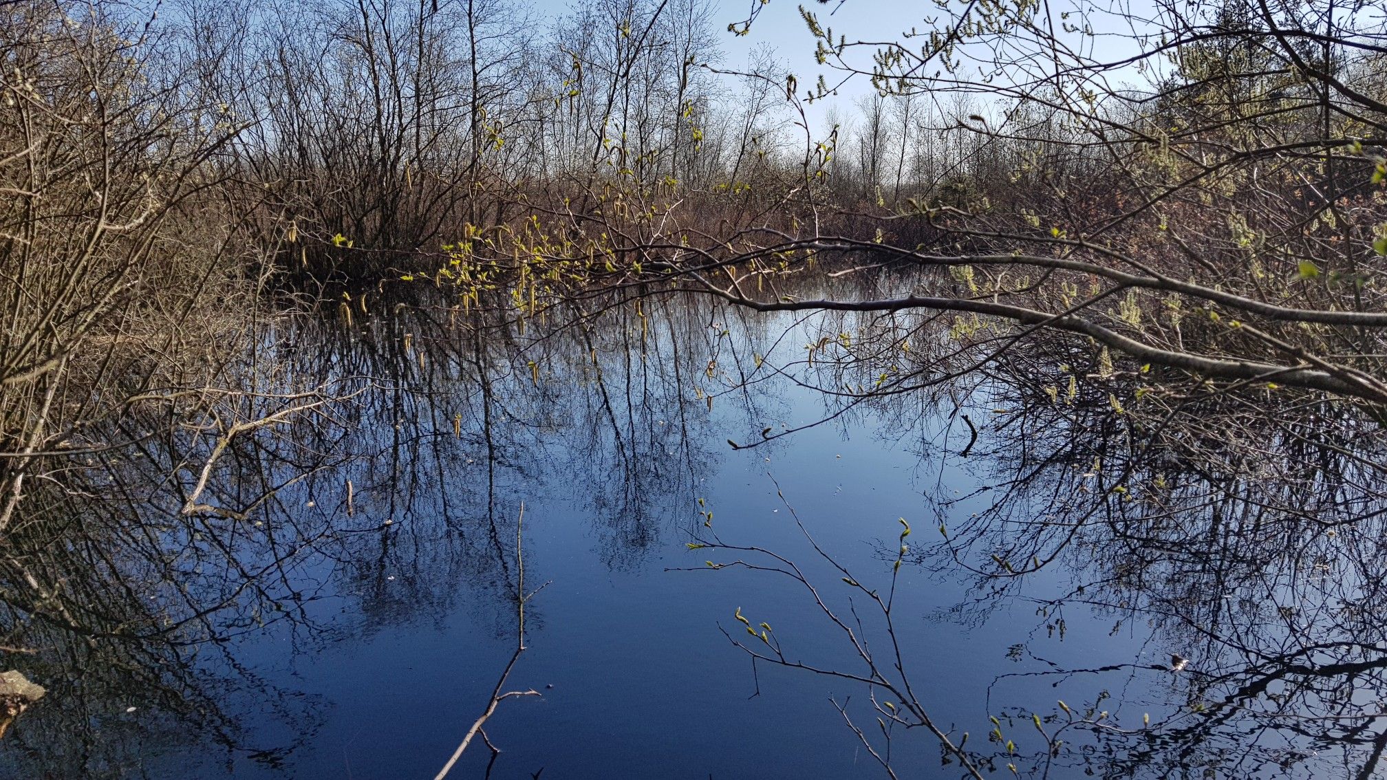 Klintumer Moor