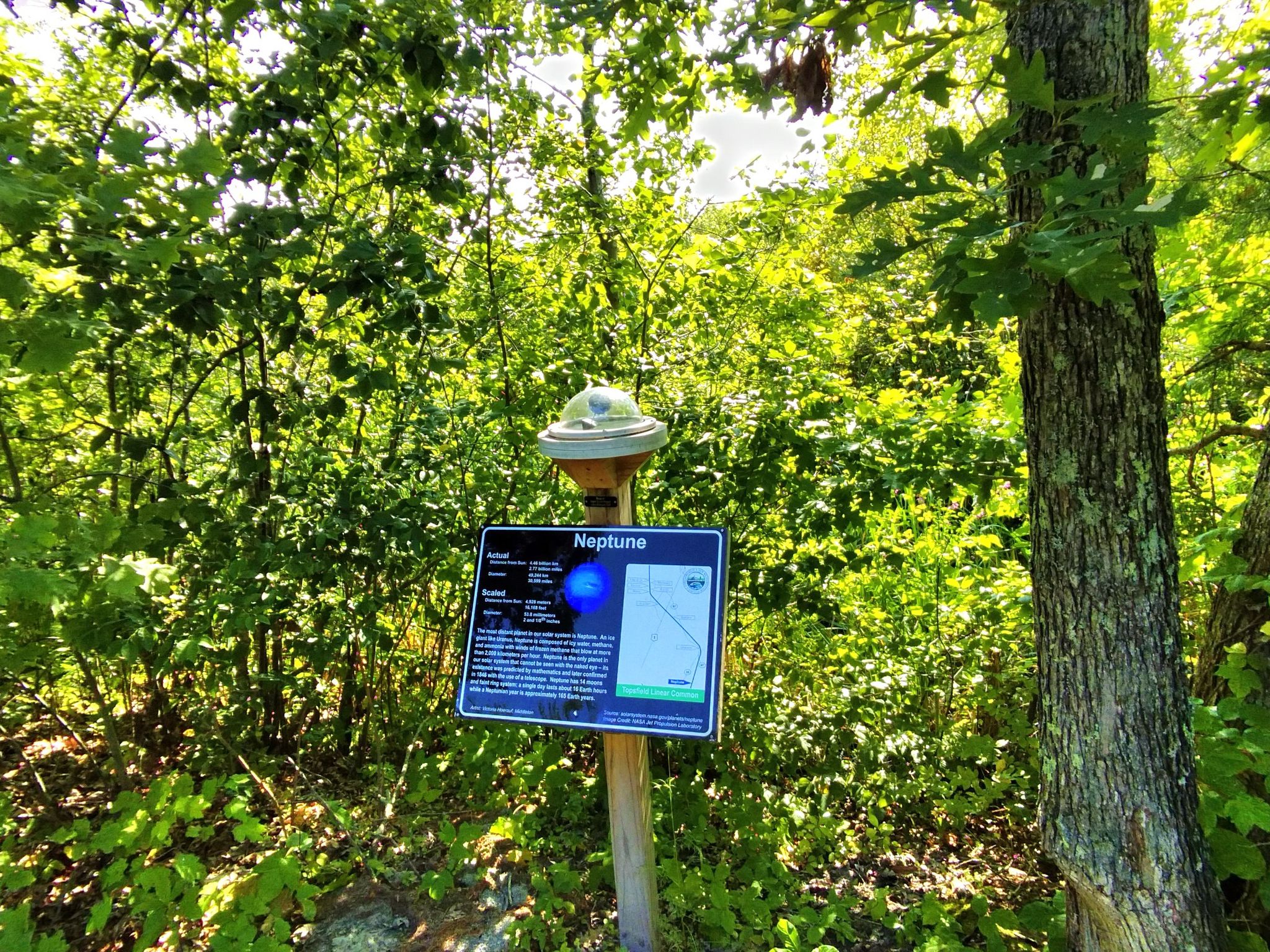 Informational sign with a spherical top in a dense, sunlit green forest. - Putnamville water station loop from Danvers