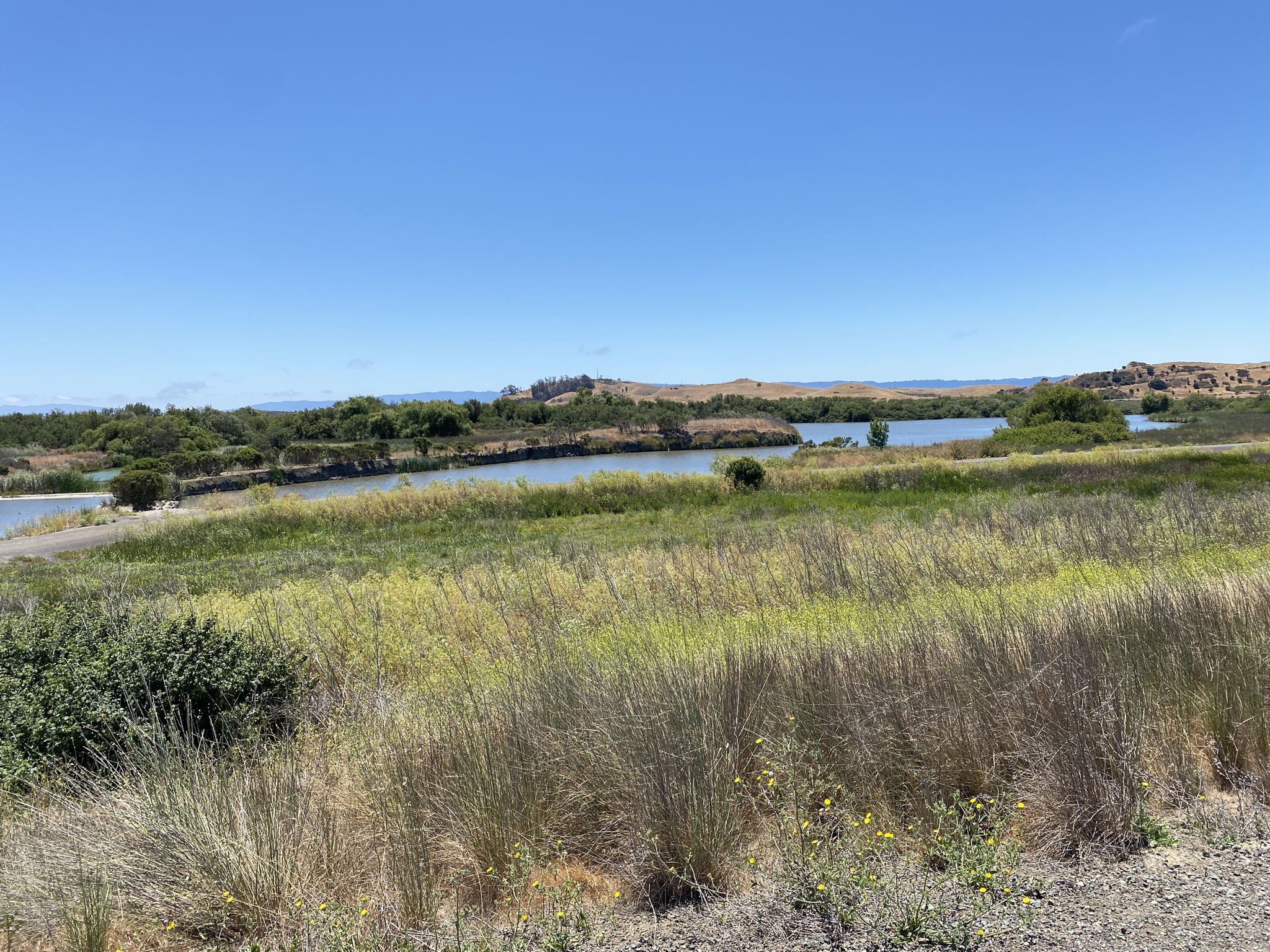 Winding river through green and dry grassy landscape under a clear blue sky. - Alameda Creek Trail – Alameda Creek Trail loop from Union City