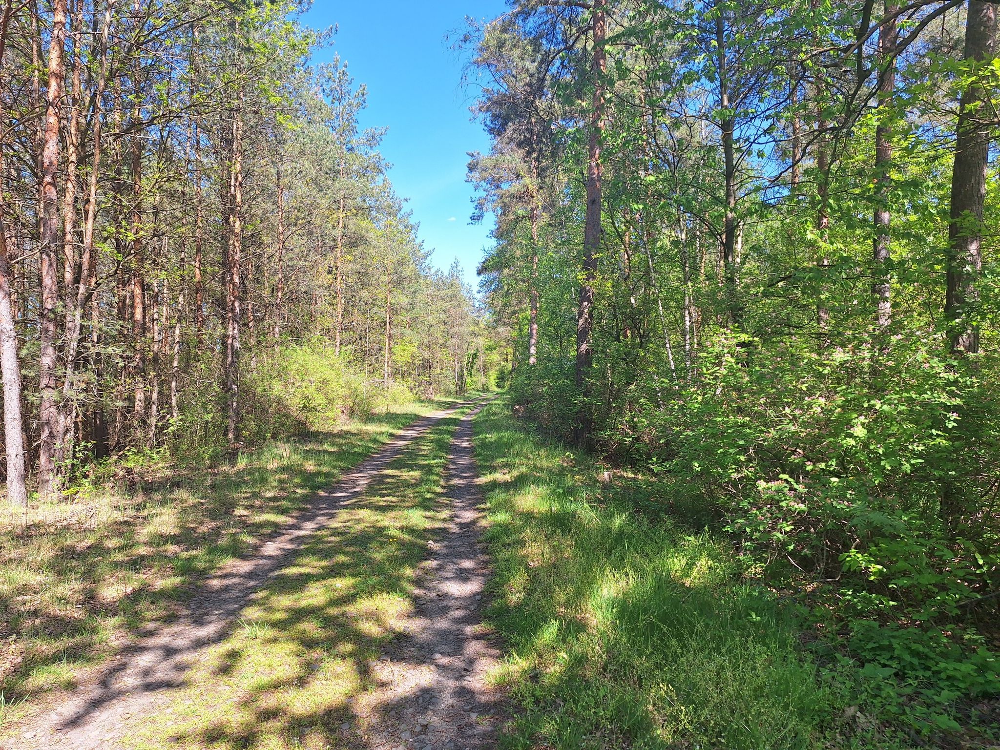 In der Pommelheide.
