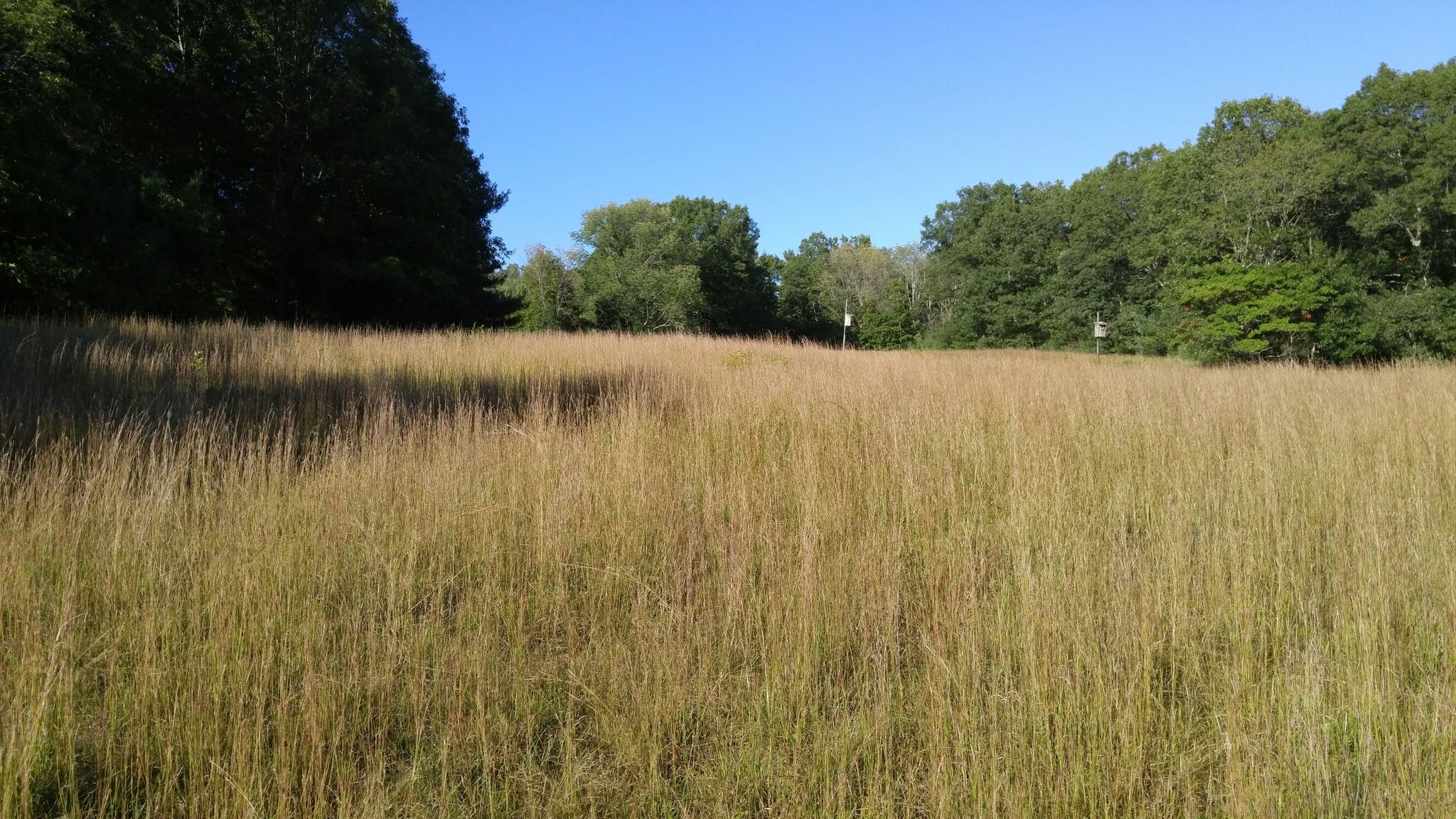 A wide field of tall golden grass under a bright blue sky. - Henry's Hill Loop