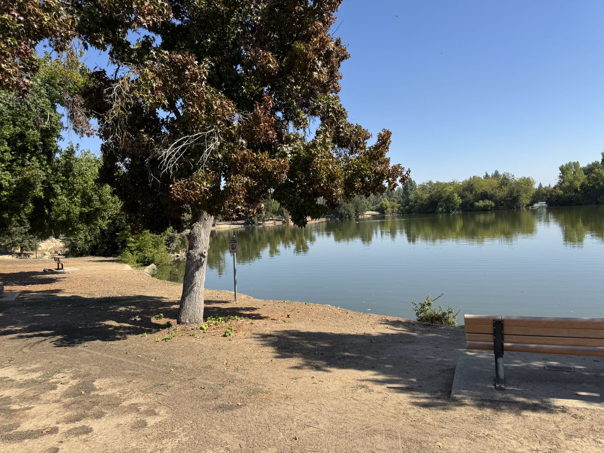 Sunny lakeside scene with a large tree, calm water, and an empty bench. - Lewis S. Eaton Bike Trail