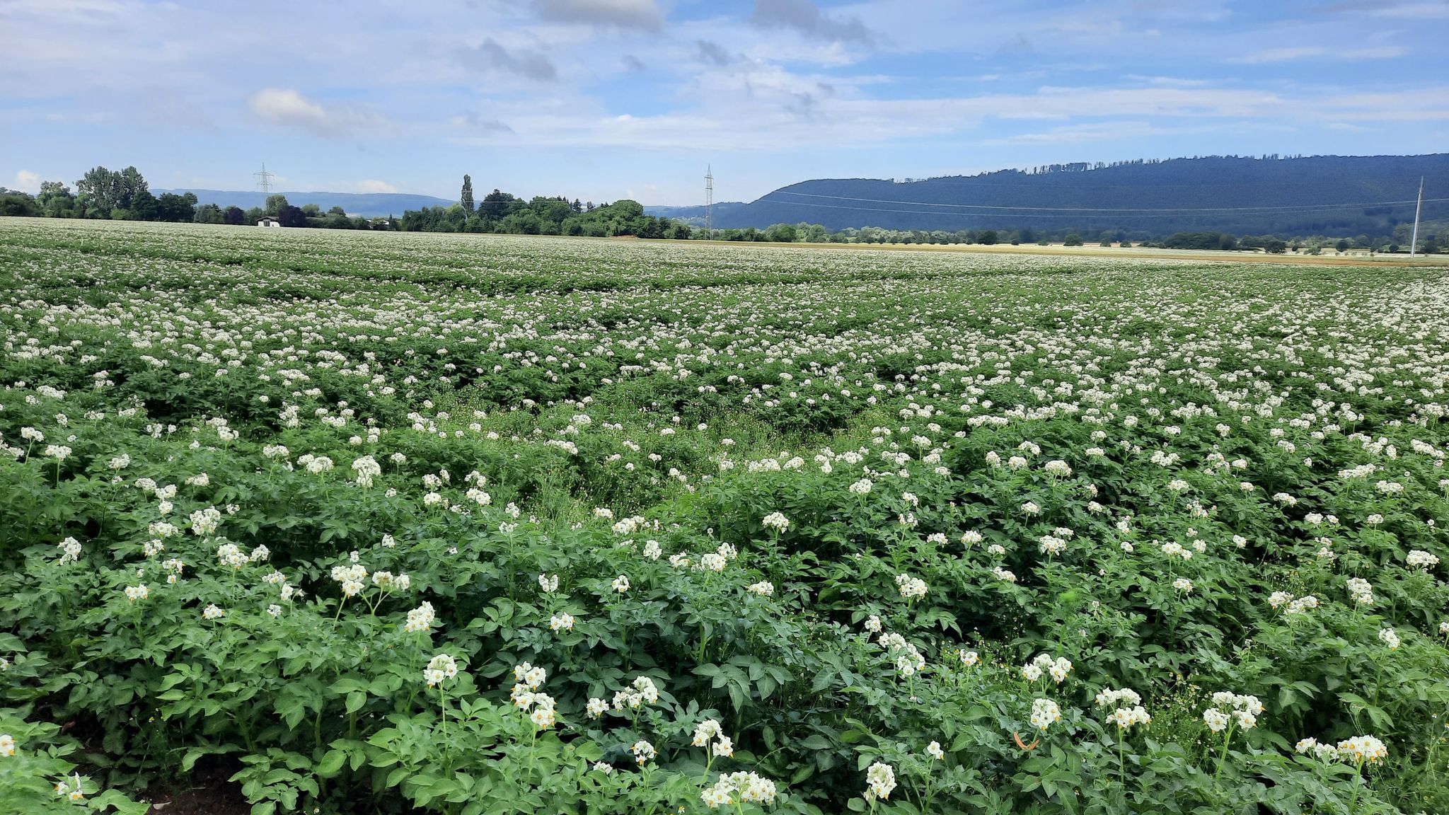 Hier blühen die Kartoffeln
