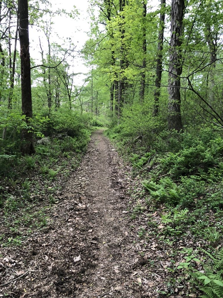 A narrow, leaf-covered dirt path leads into a dense green forest. - Copper Run and Kepner's Knob Trail Loop