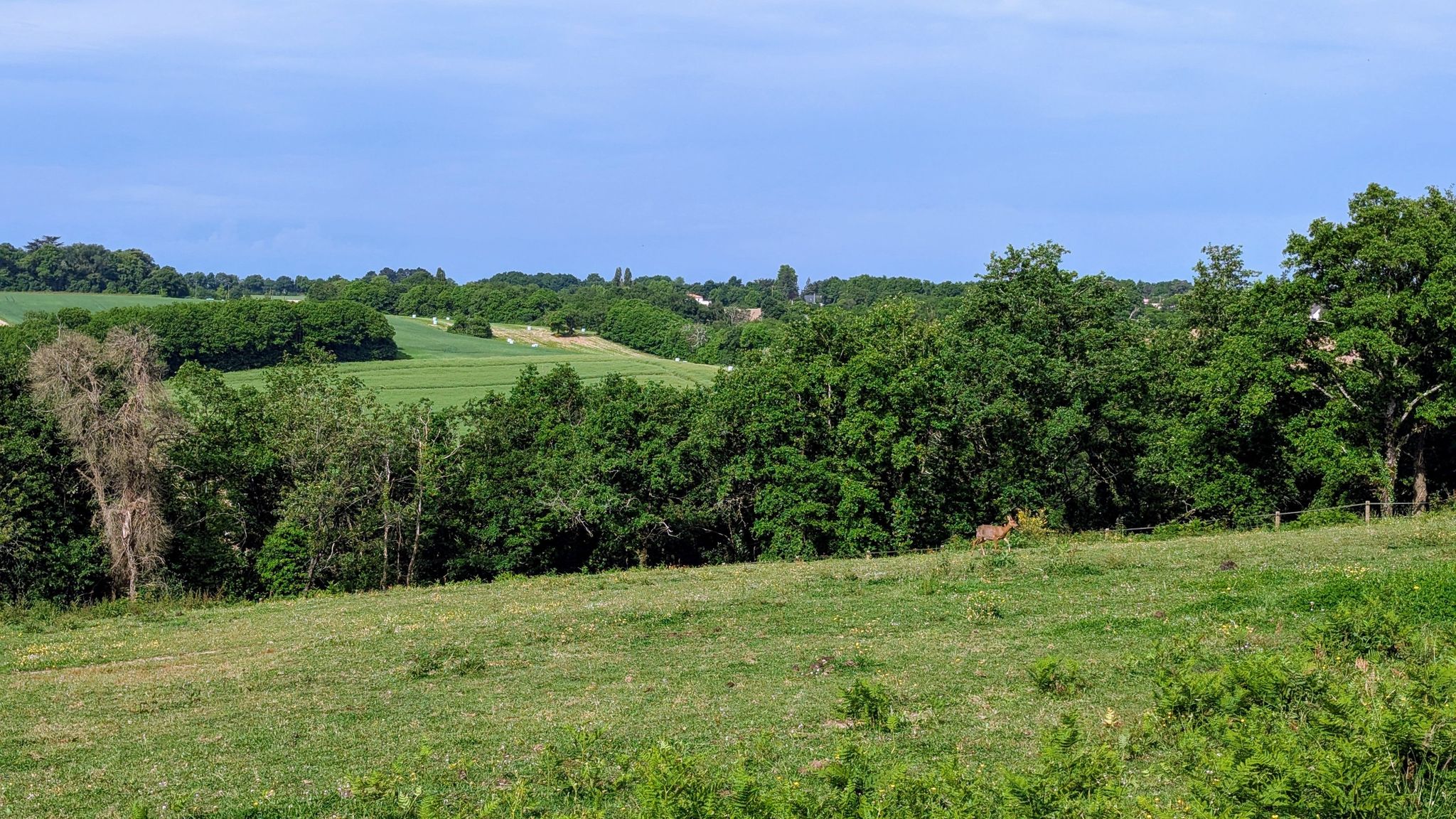 Un chevreuil !