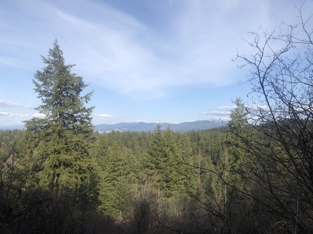 Expansive forest canopy under a bright, cloudy sky with distant mountains. - Iller Creek Loop