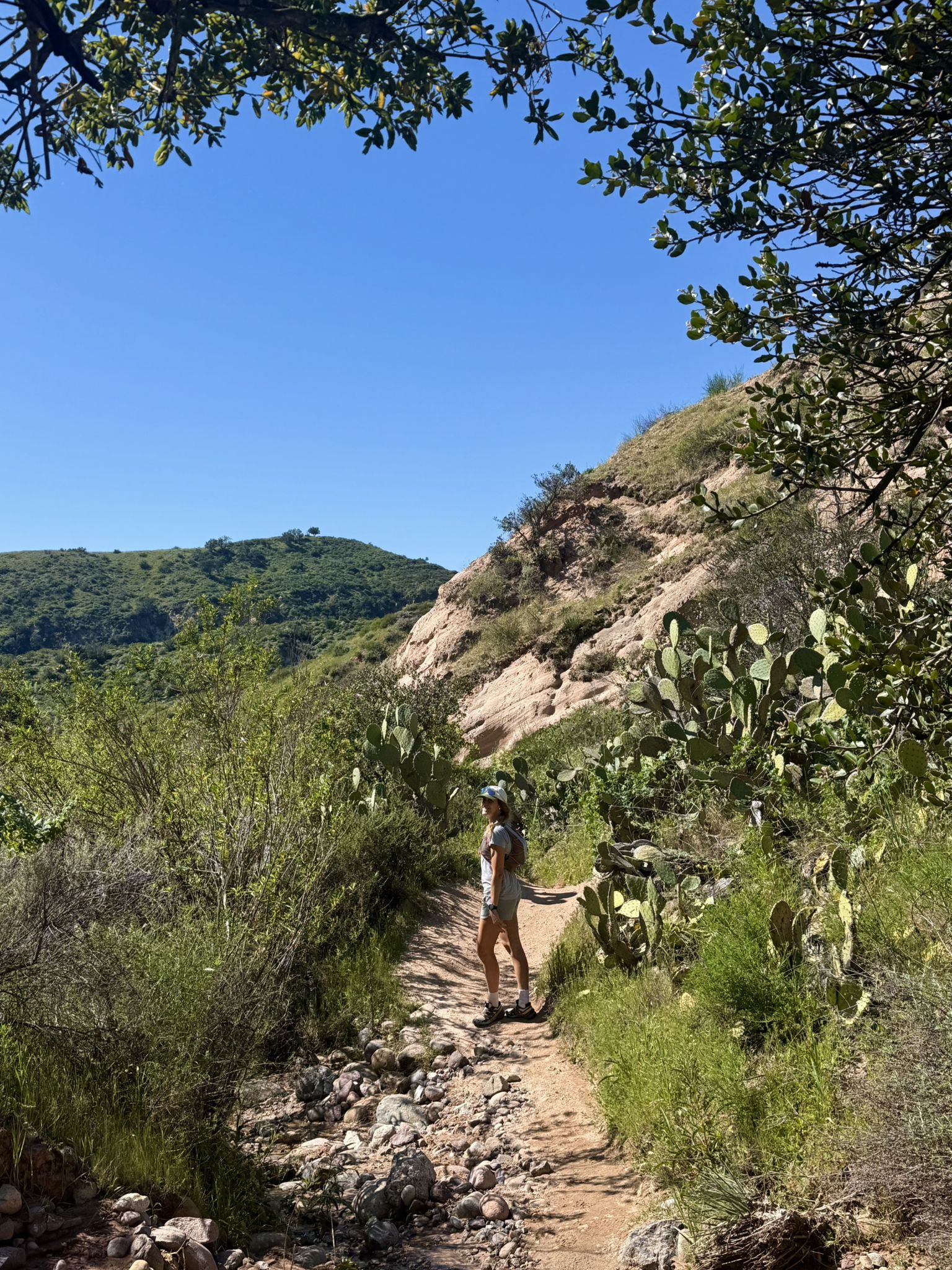 Person on rocky trail surrounded by green hills and cacti under clear sky. - Borrego, Mustard, and Billy Goat Loop