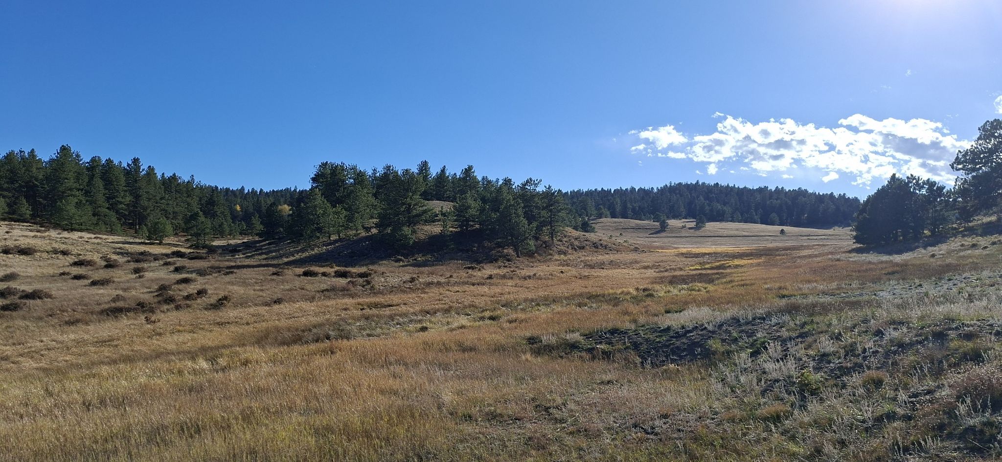 Sunny panoramic view of a dry grassy valley bordered by pine forests. - Boulder Creek Trail Loop