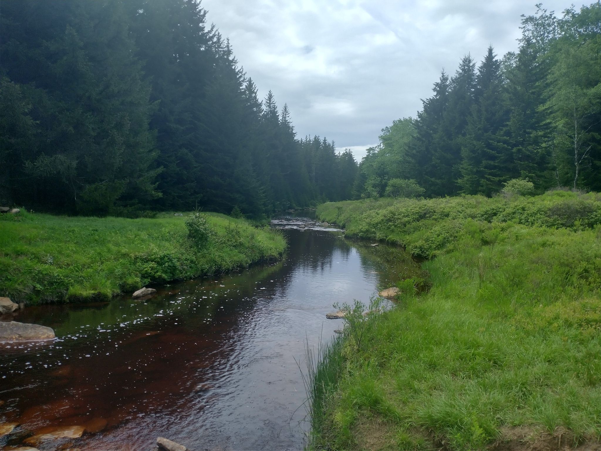A calm river flows between dense evergreen forests under a cloudy sky. - Left Fork of Red Creek loop from Dolly Sods Wilderness