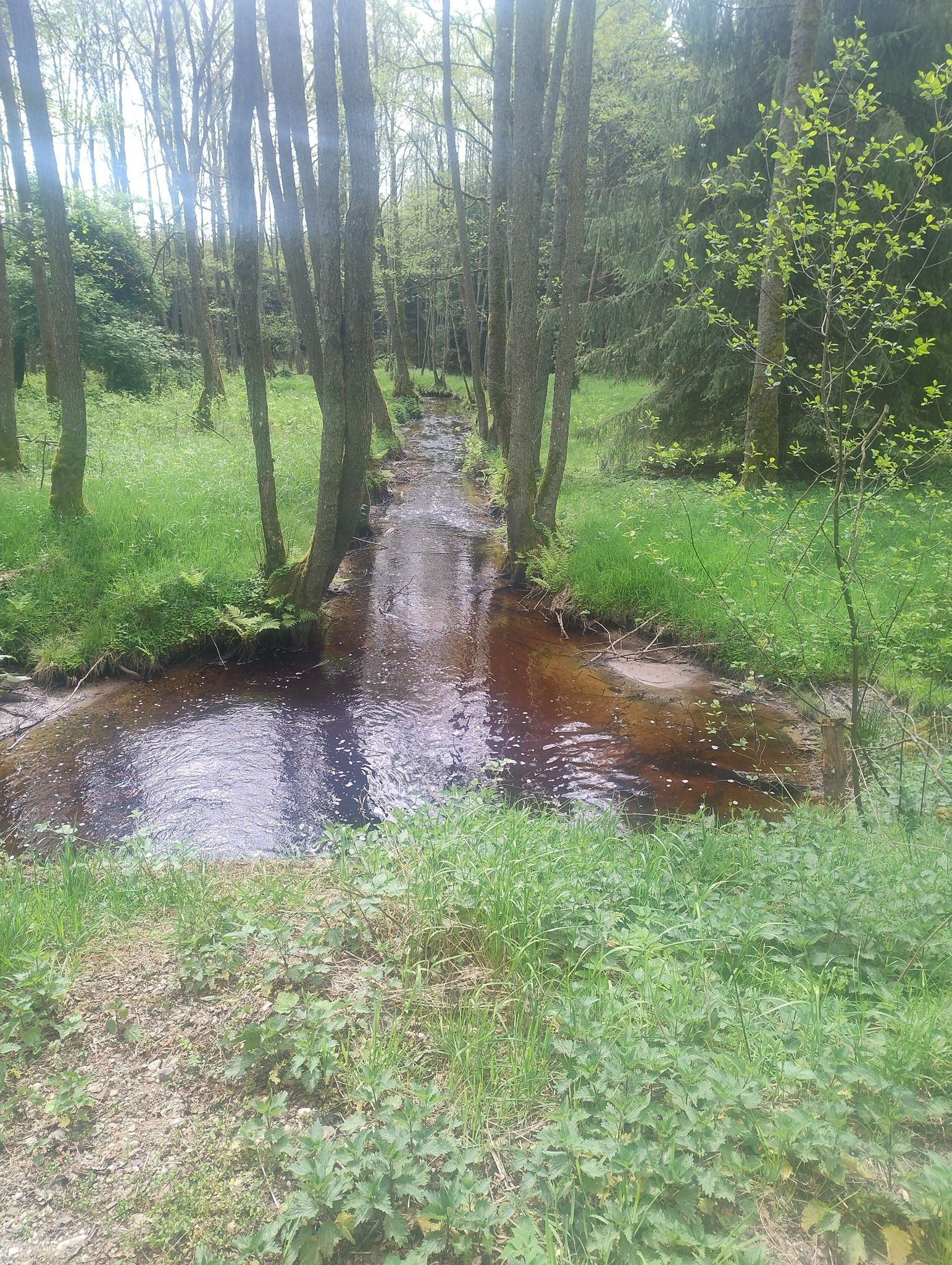 Gnilec