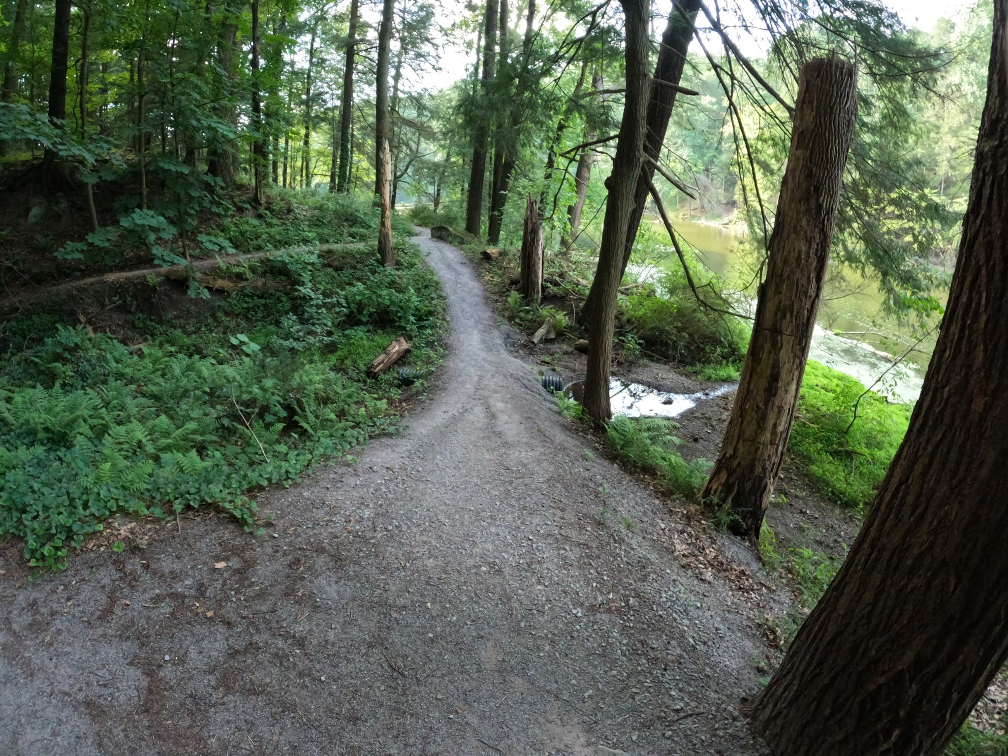 A winding dirt path through a green forest, with a river visible on the right. - Lake Cohasset – Pioneer Pavilion loop from Mill Creek Park