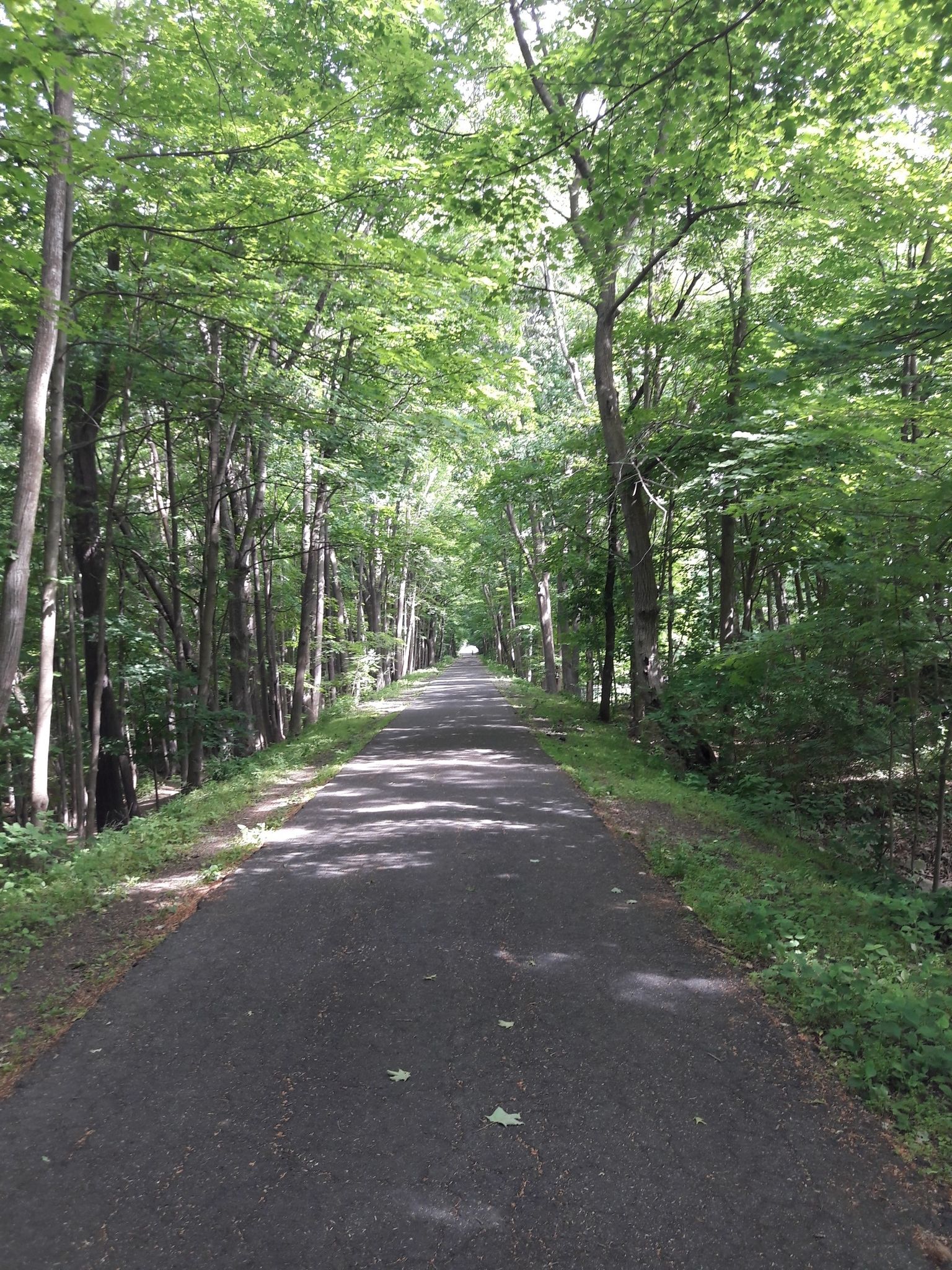 Paved path through a dense green forest with dappled sunlight. - Look Memorial Park – Arcadia Wildlife Sanctuary loop from Mill River Division