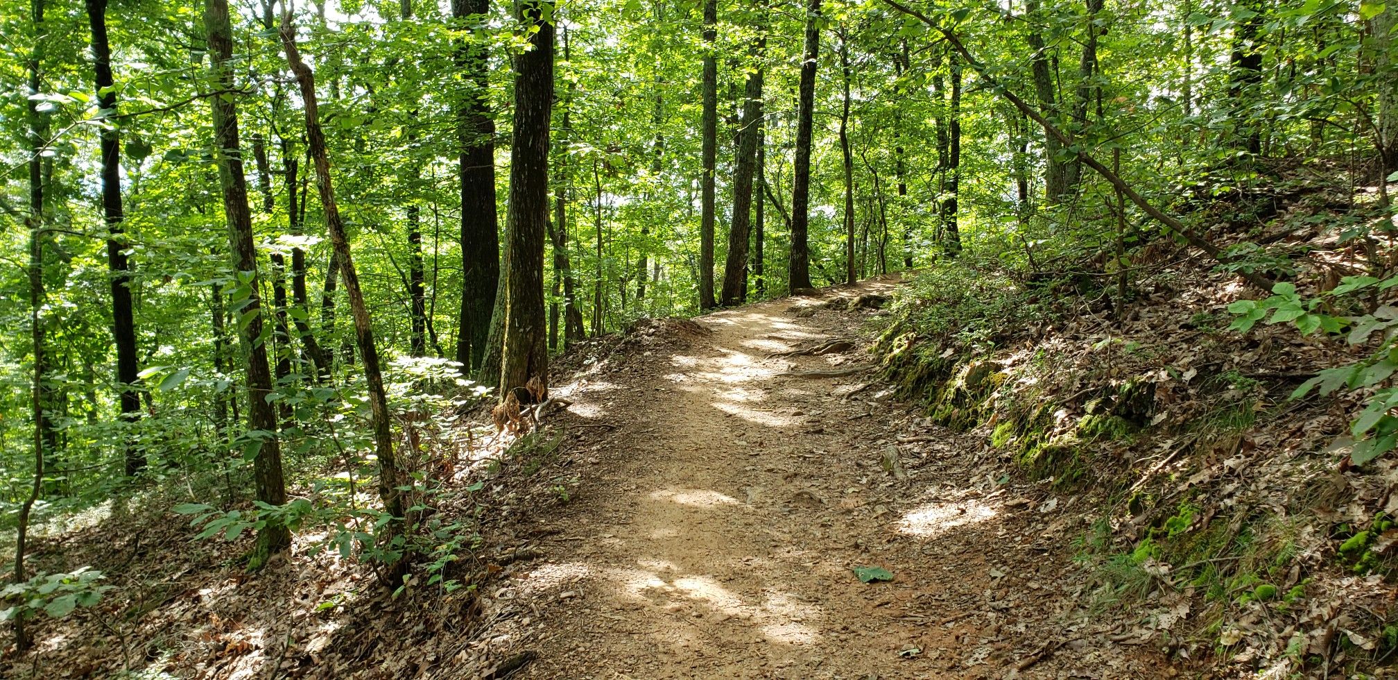 A sun-dappled dirt trail winds through a dense, vibrant green forest. - Brissy Ridge Trail Loop