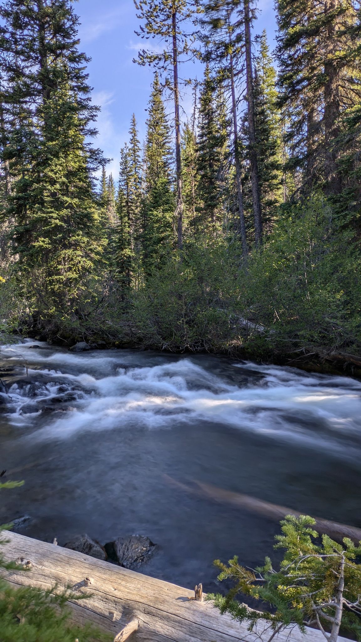 Rushing river flows through a dense pine forest on a bright day. - Tumalo Falls Loop