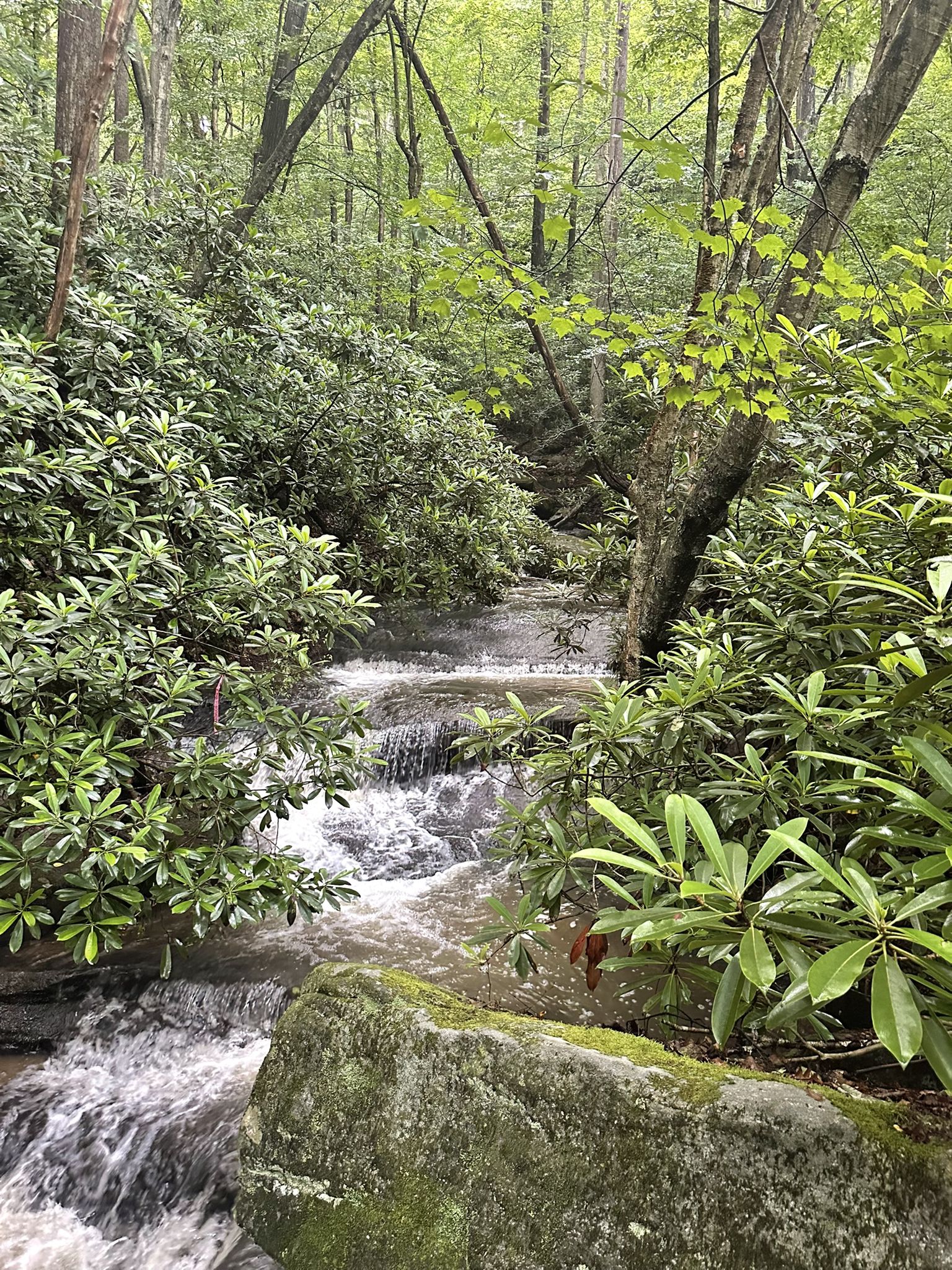 Small stream cascading over rocks through dense green rhododendrons. - Sugar Runs Falls loop via Great Allegheny Passage