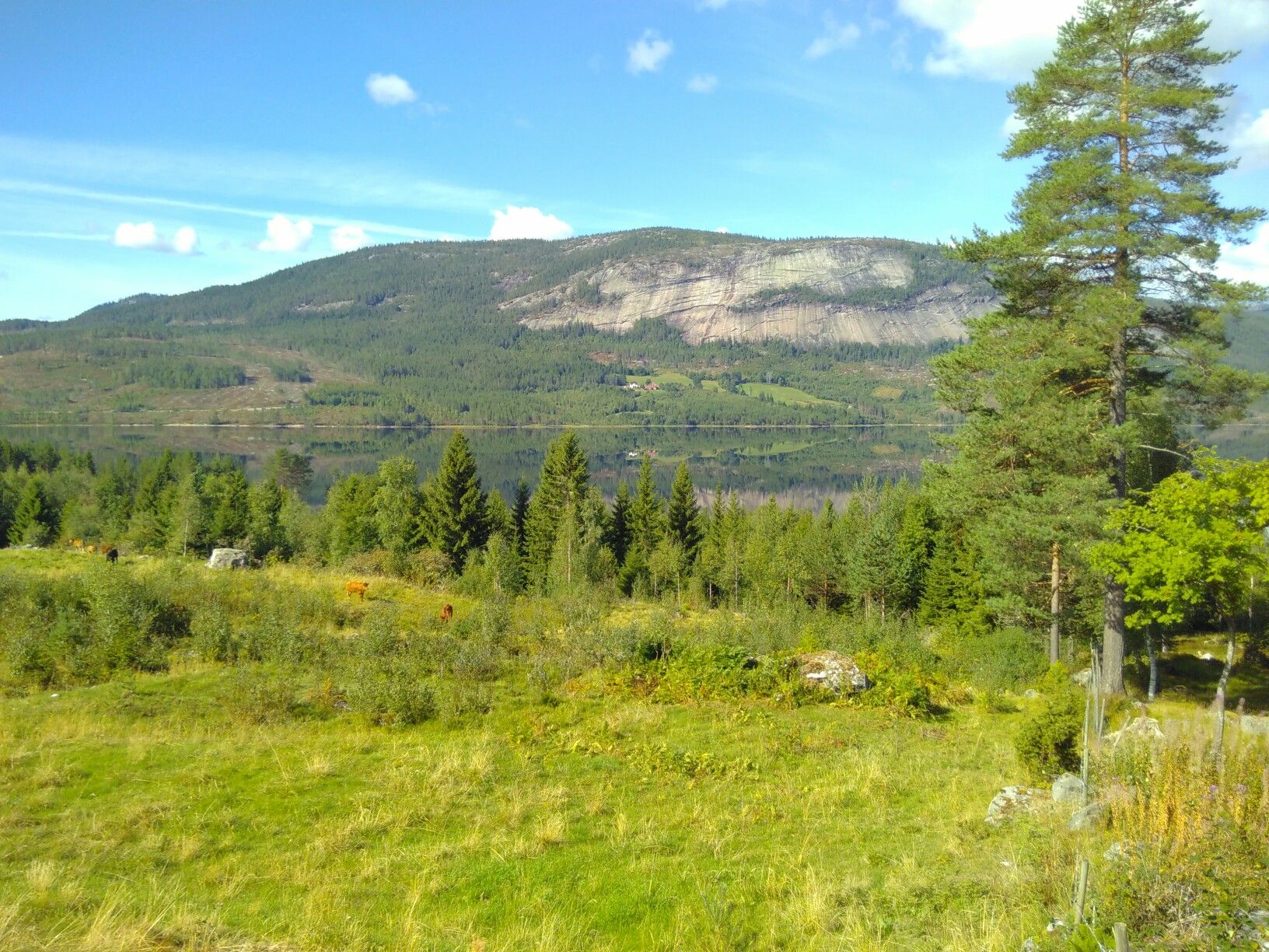 Hauggrend