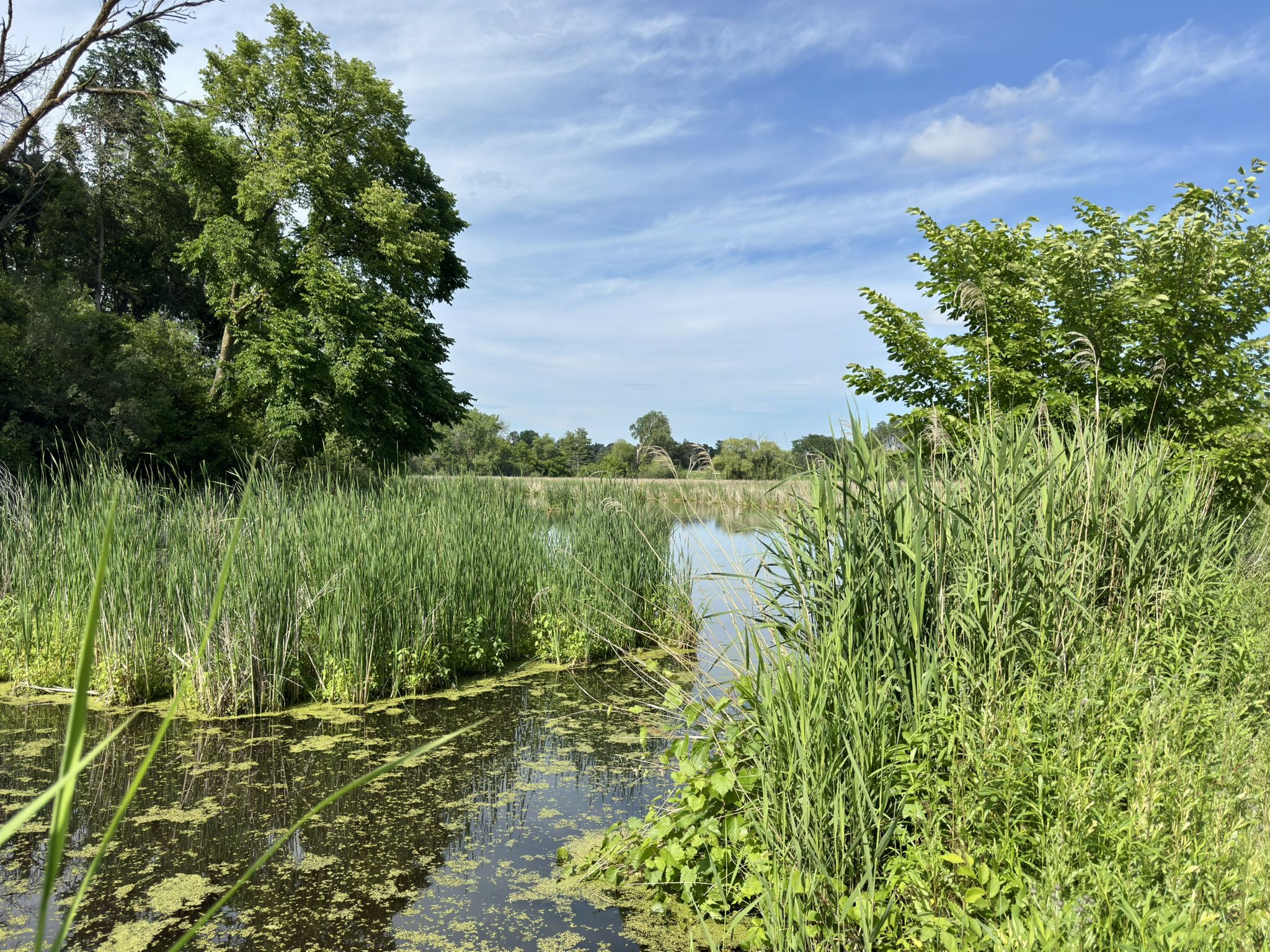 Lush green marshland with water and tall reeds under a bright, cloudy sky. - Grand Rounds and Lake Minnetonka Loop