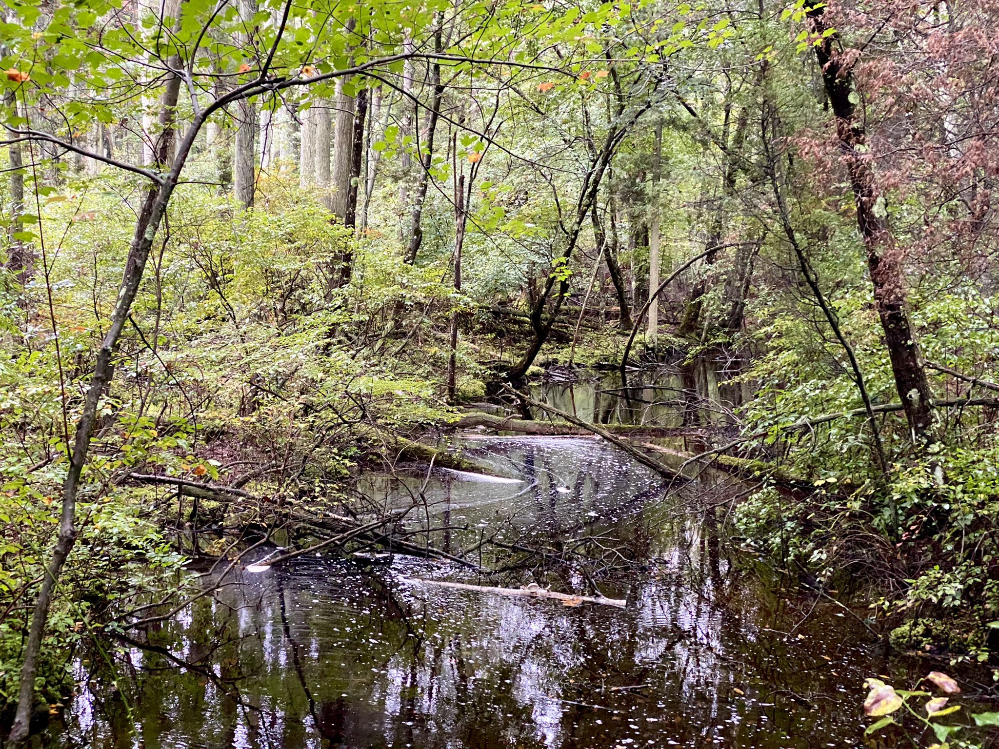 Dark forest pond with fallen logs and dense green foliage. - Mount Misery Trail Loop