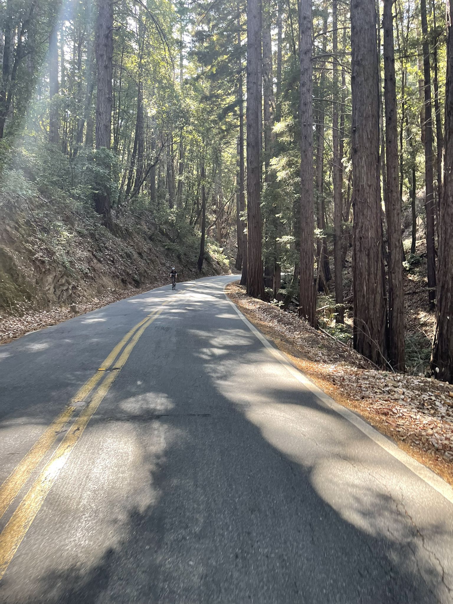 Cyclist on a sun-dappled paved road through a tall redwood forest. - Lower Kings Mountain Road – Kings Mountain Road loop from Pulgas Ridge Open Space Preserve