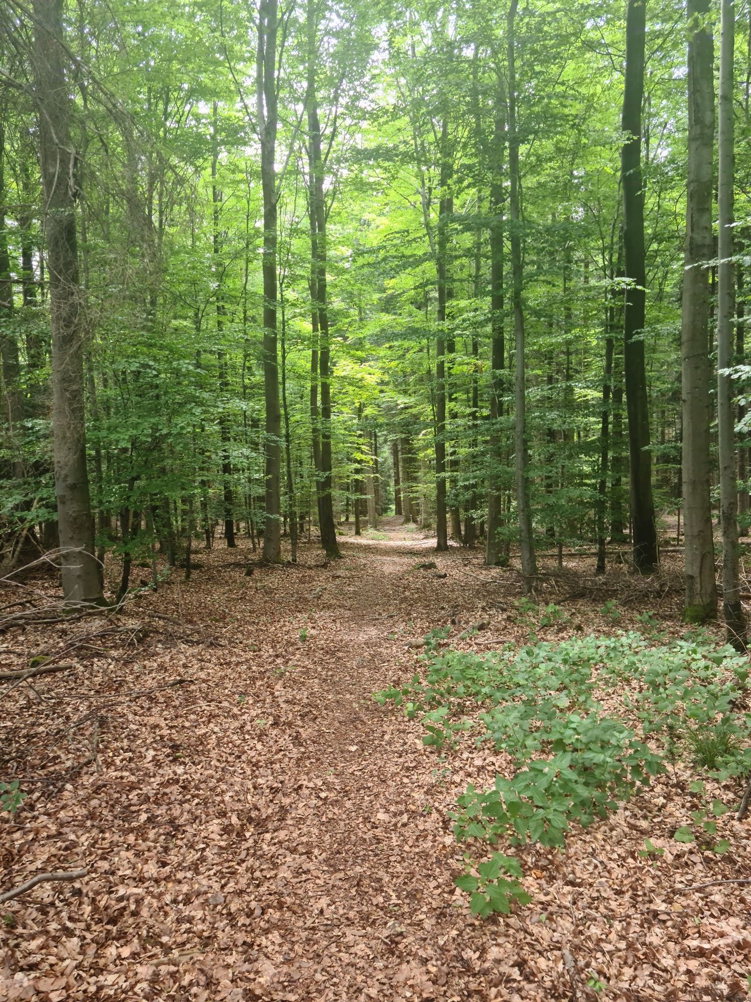 Trail unterhalb Pfaffenrot
