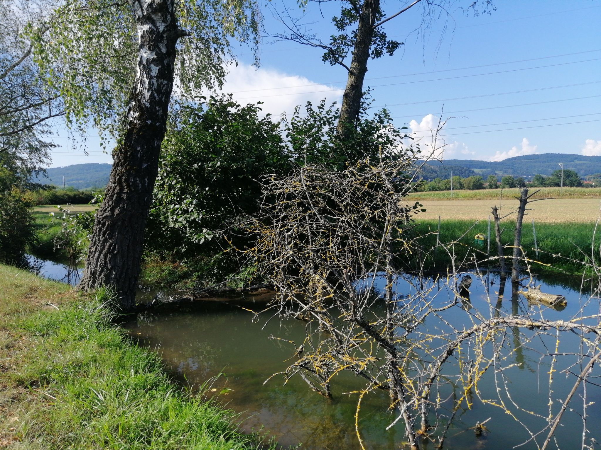Weiach Biber-Staudamm