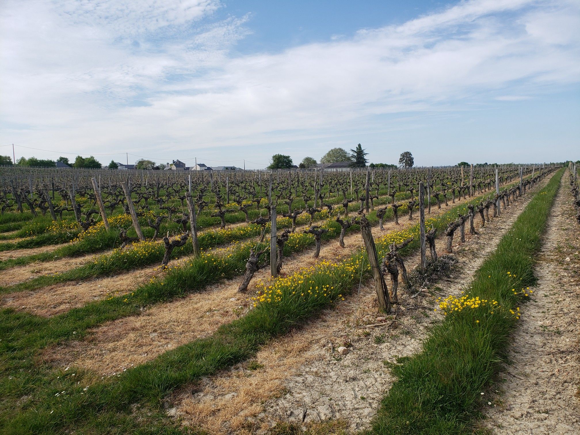 vignes