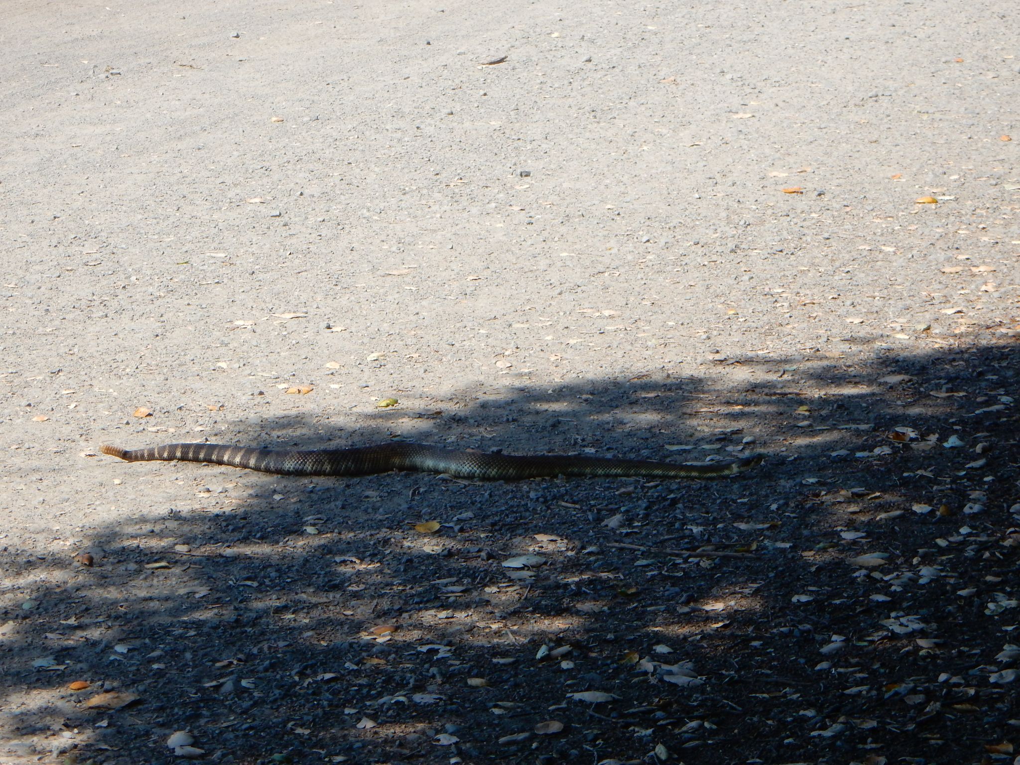 A long, dark patterned snake lies across a sunlit paved path. - Lake Ilsanjo via Canyon and Spring Creek Trail