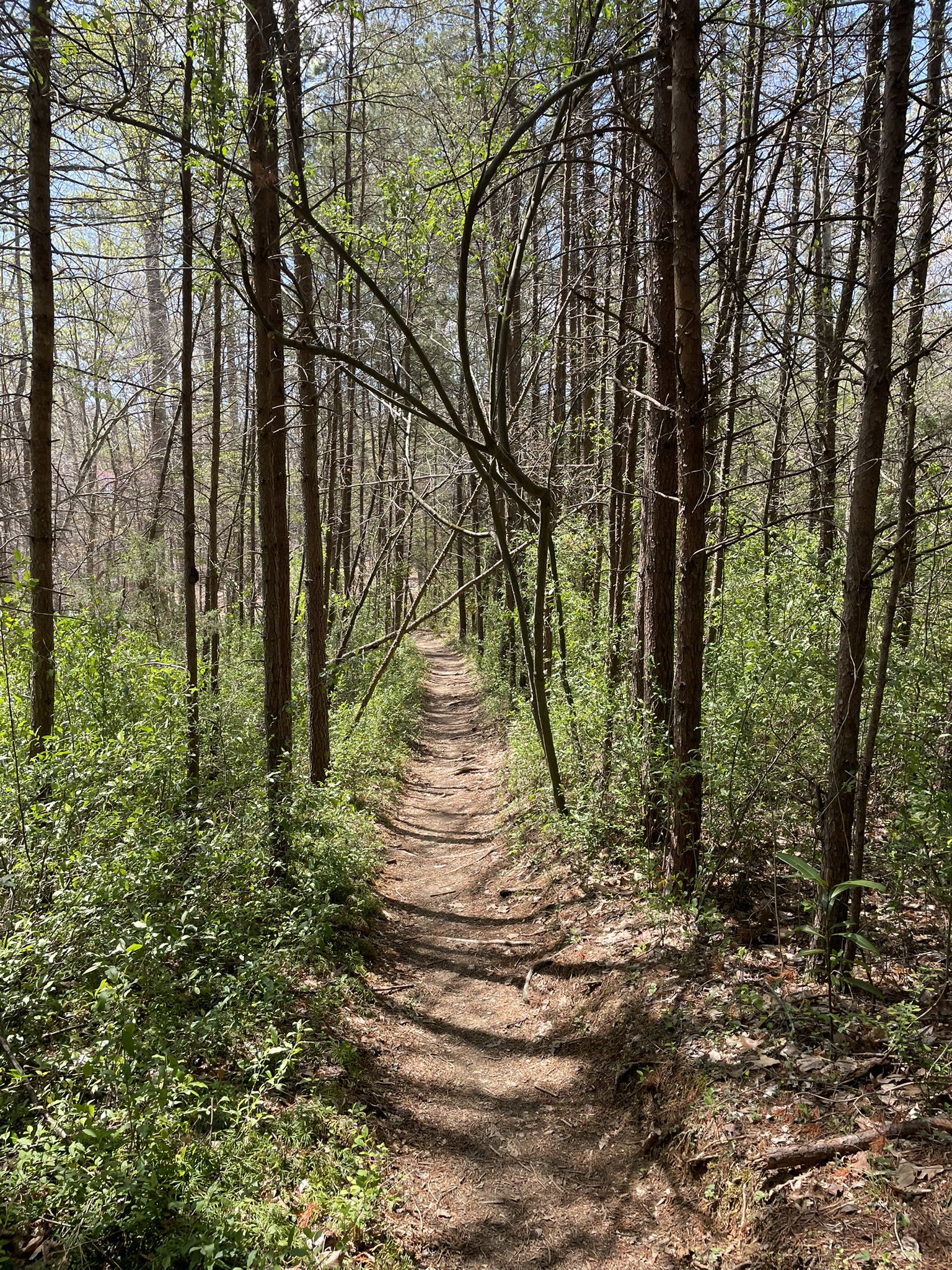 A sun-dappled dirt path winds through a dense, green forest. - Bull Run Occoquan Trail: Fountainhead to Wolf Run Shoals