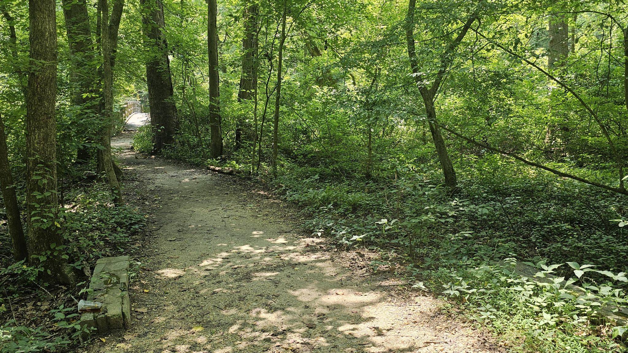 A sun-dappled dirt path winds through a lush green forest. - Western Ridge and Valley Trail Loop
