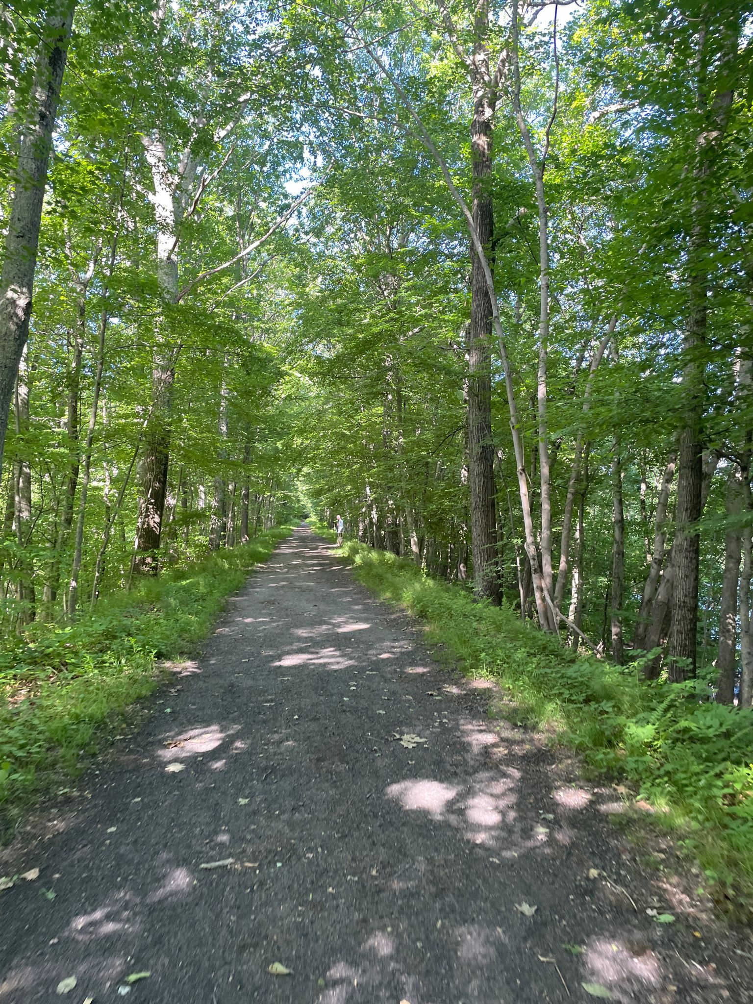 A long, straight forest path with dappled sunlight filtering through green trees. - Meshattuck Trail Loop via Larkin State Park Trail
